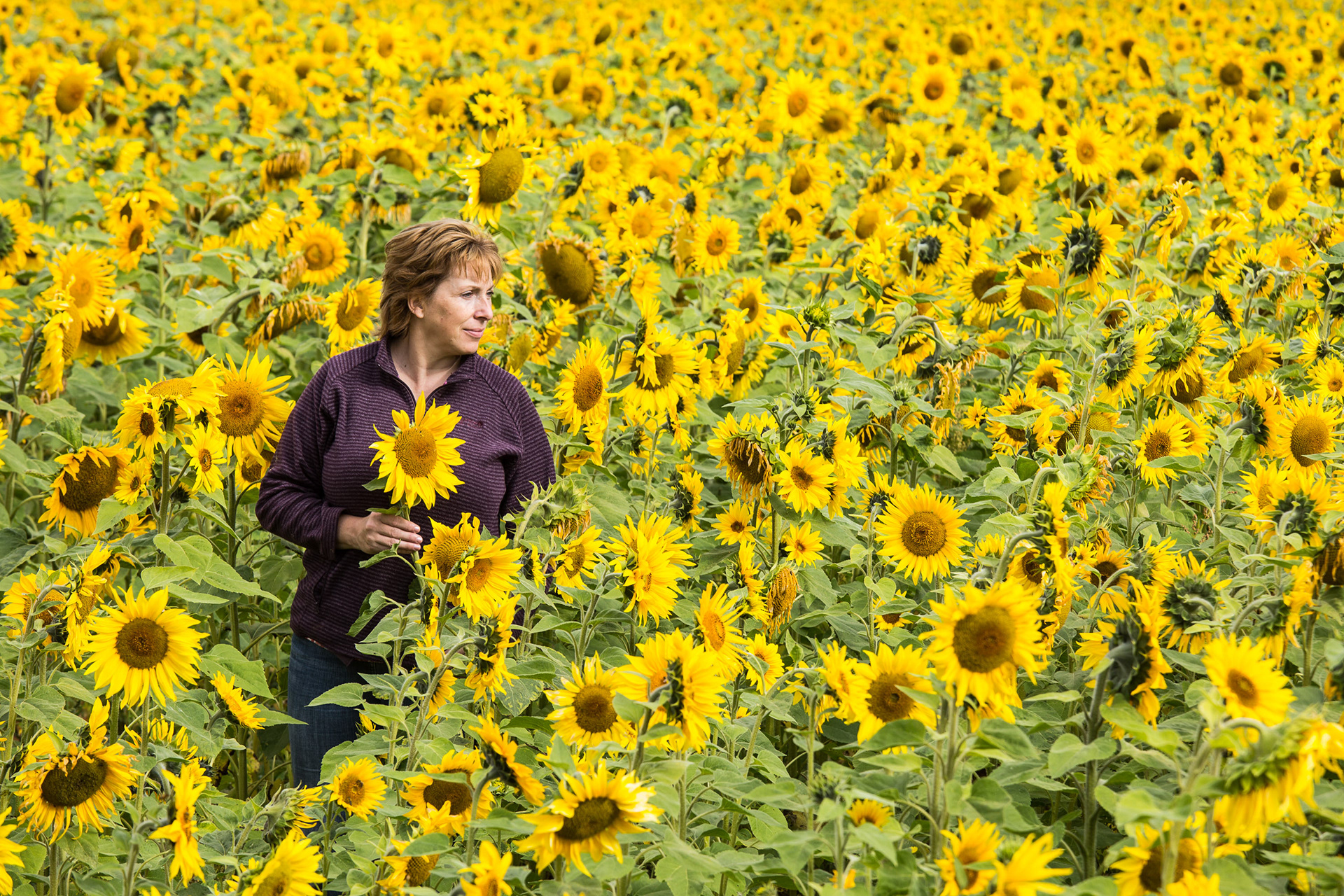 Sunflower field image used in the Daily Telegraph
