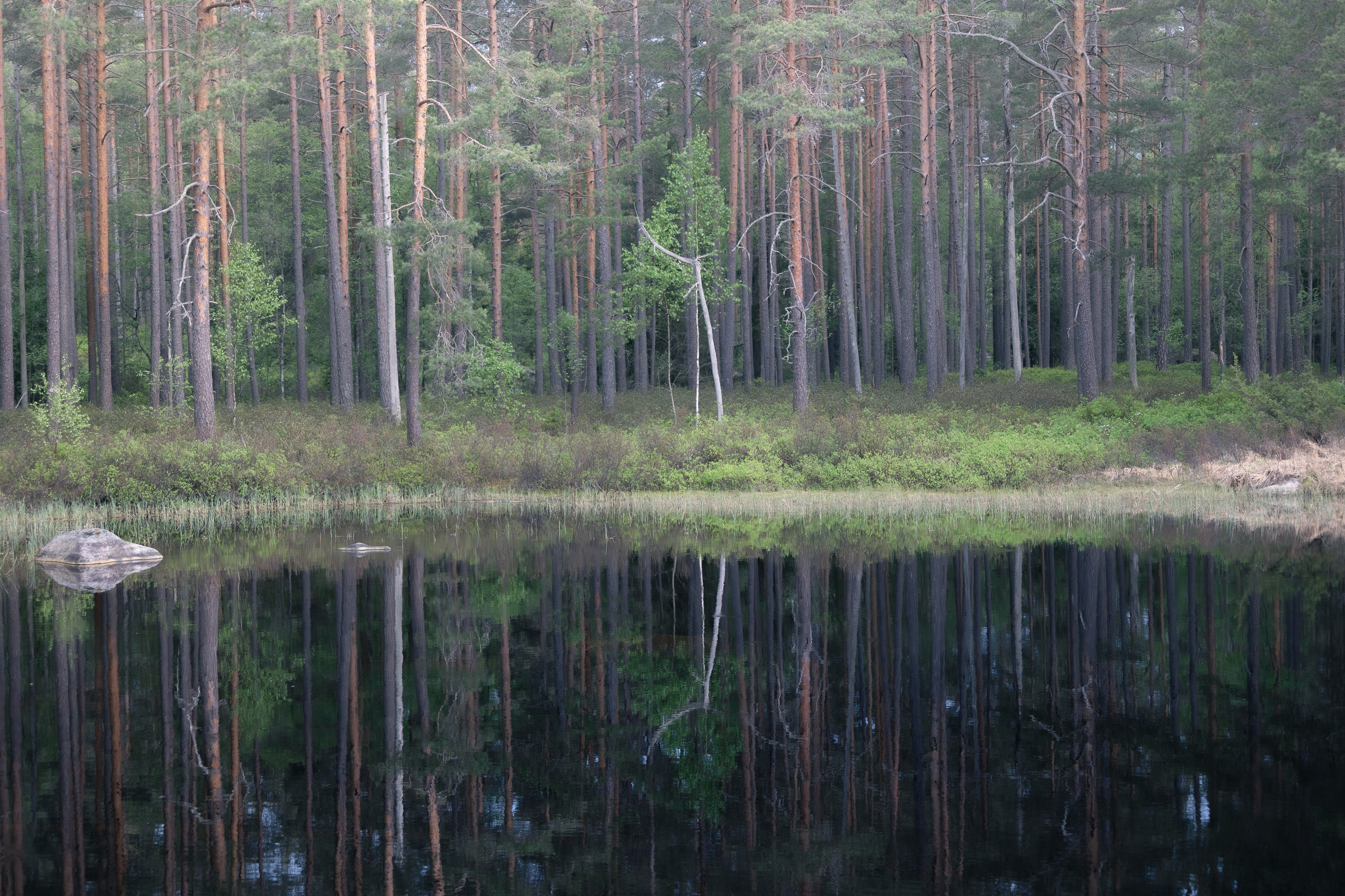 ©S.T/WWF