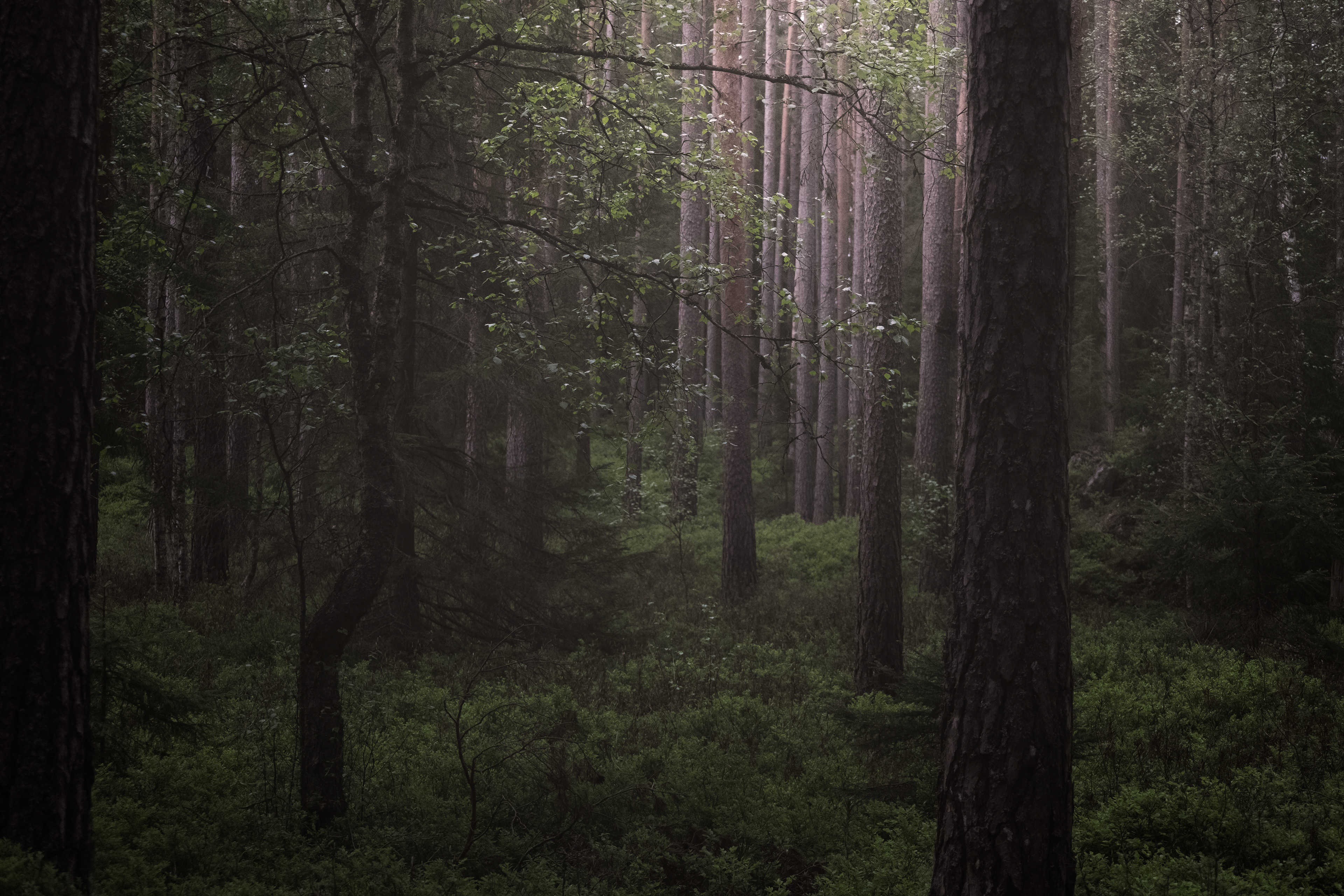 ©S.T/WWF