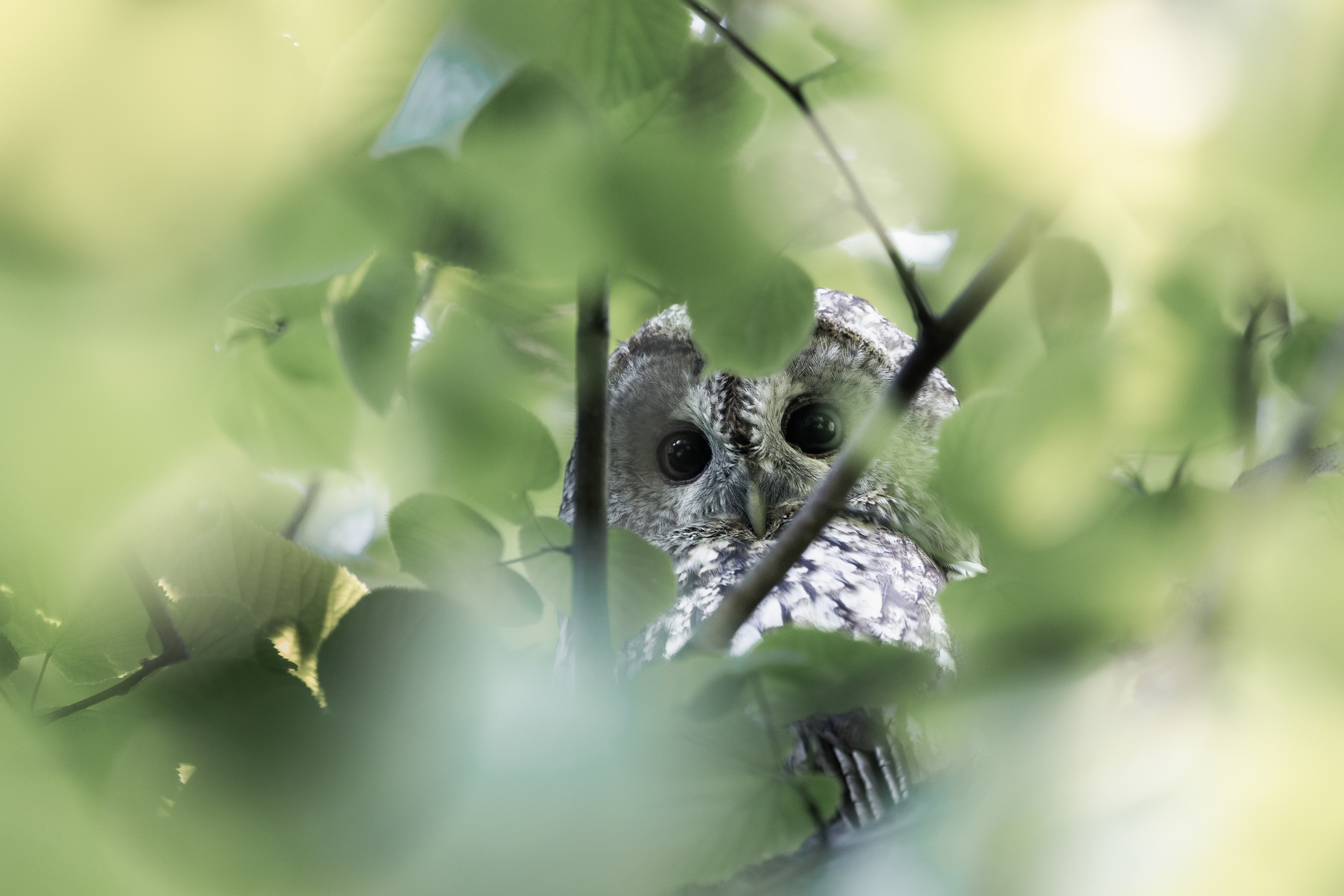 ©S.T/WWF