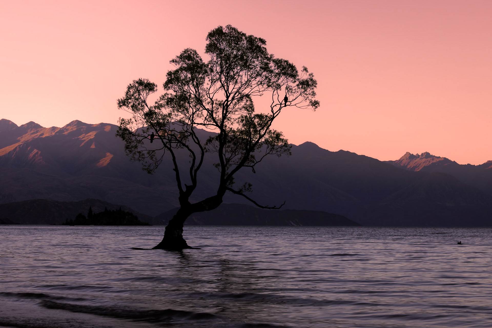 That Wanaka Tree | New Zealand