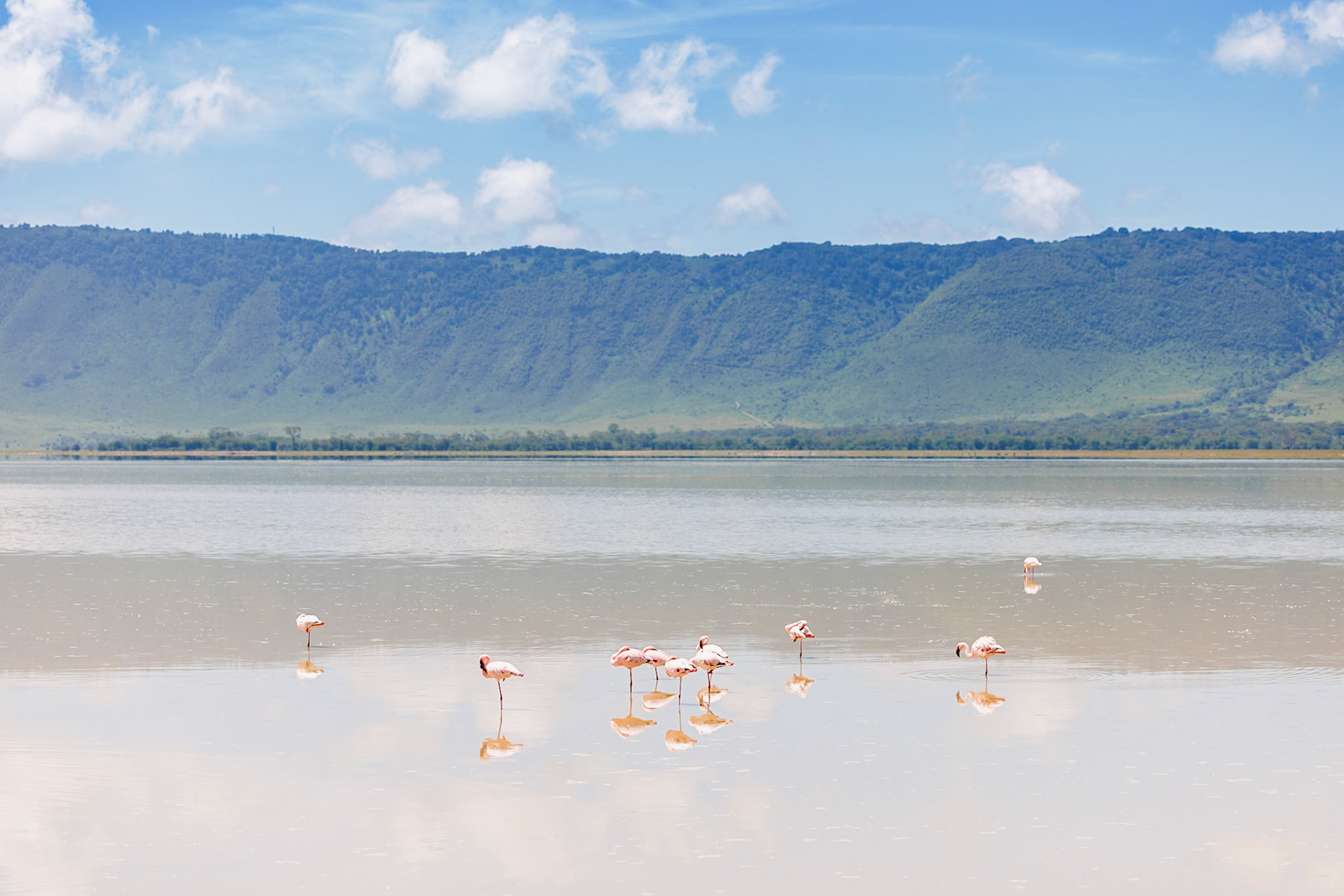Flamingos | Ngorongoro Crater, Tanzania