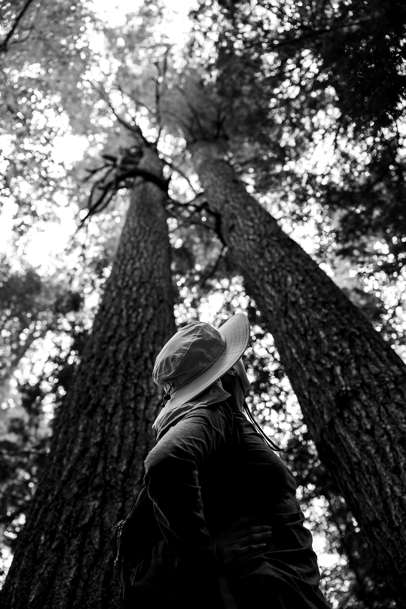 Estivant Pines Wilderness Nature Sanctuary