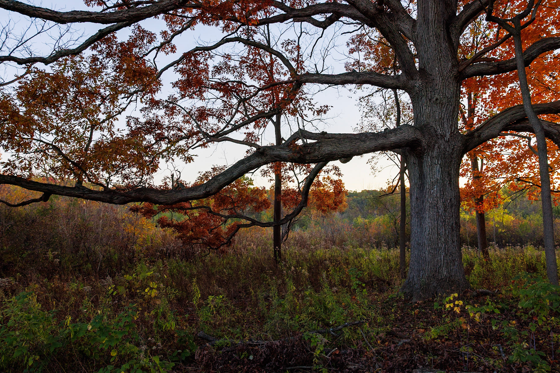 Fall Colors | Ann Arbor, MI