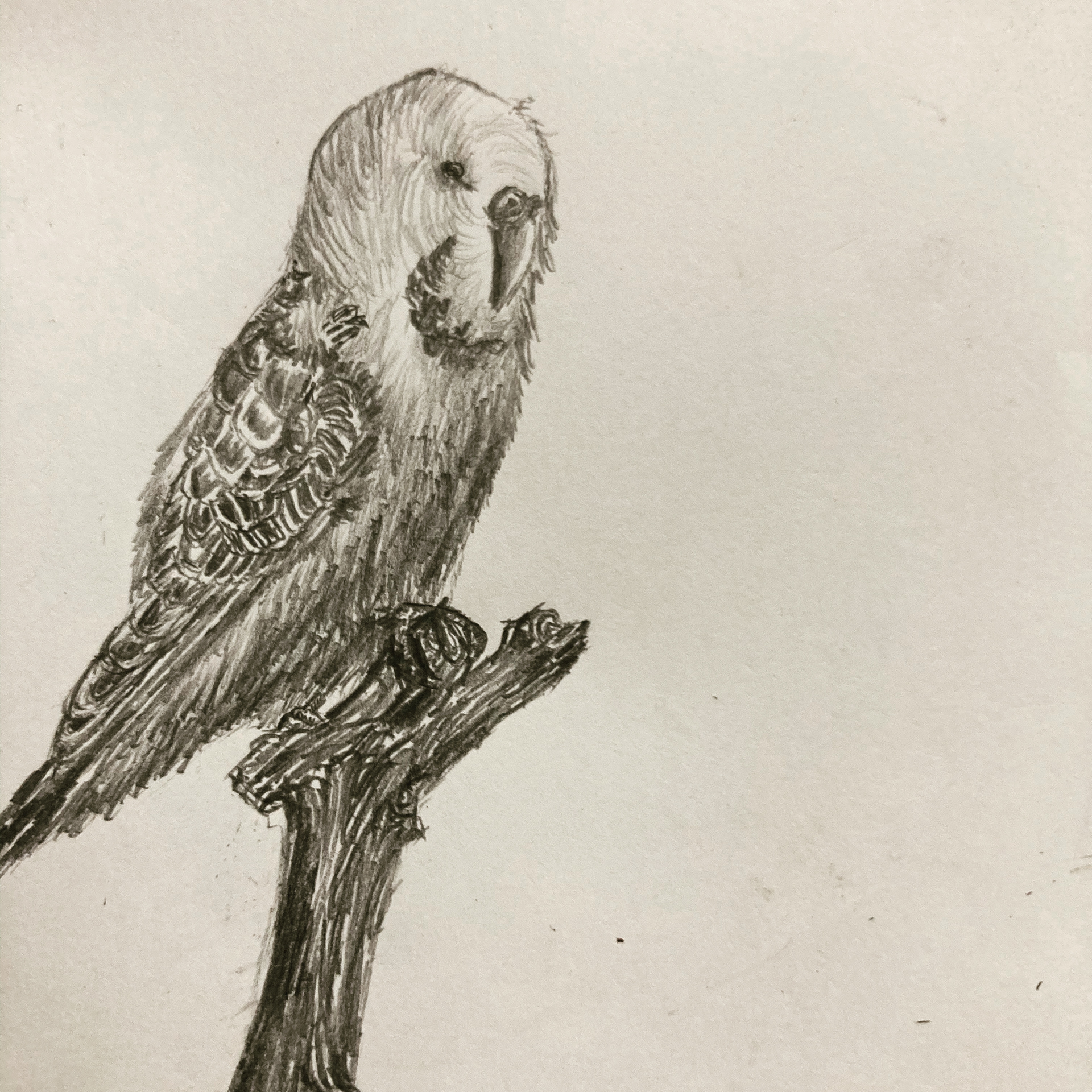 "Unnamed Fictional Budgie" – Pencil sketch
