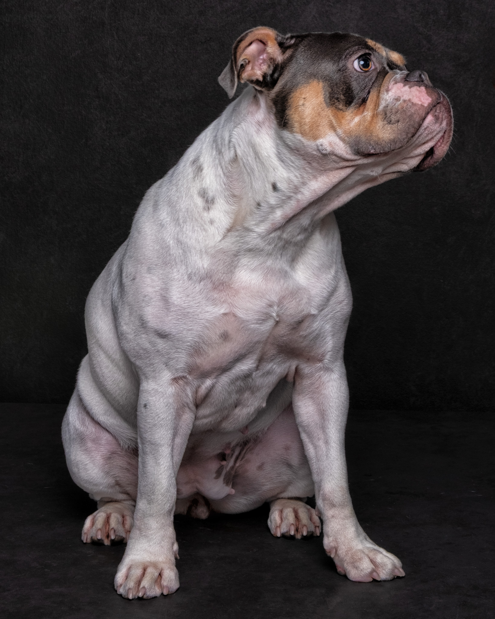 DOTTIE