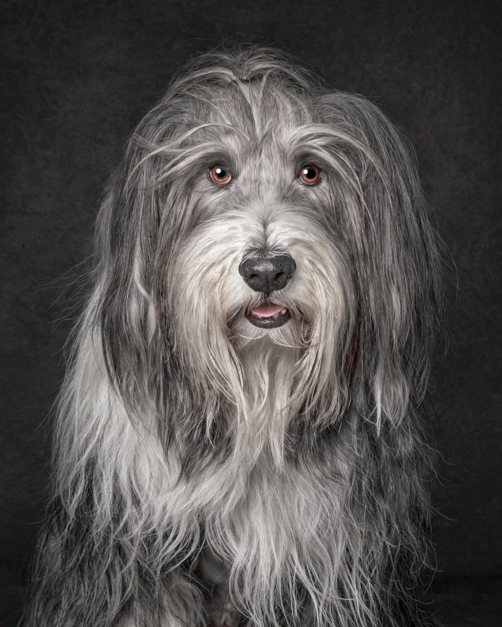HAMISH