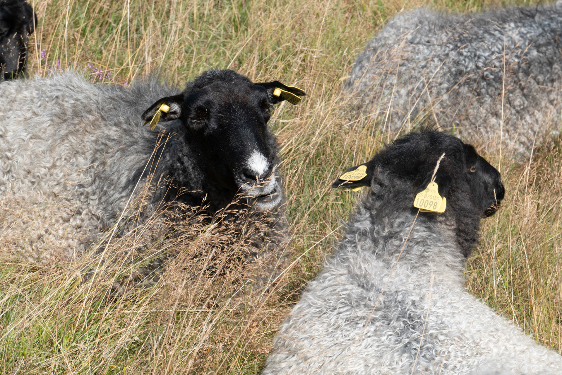 Schapen