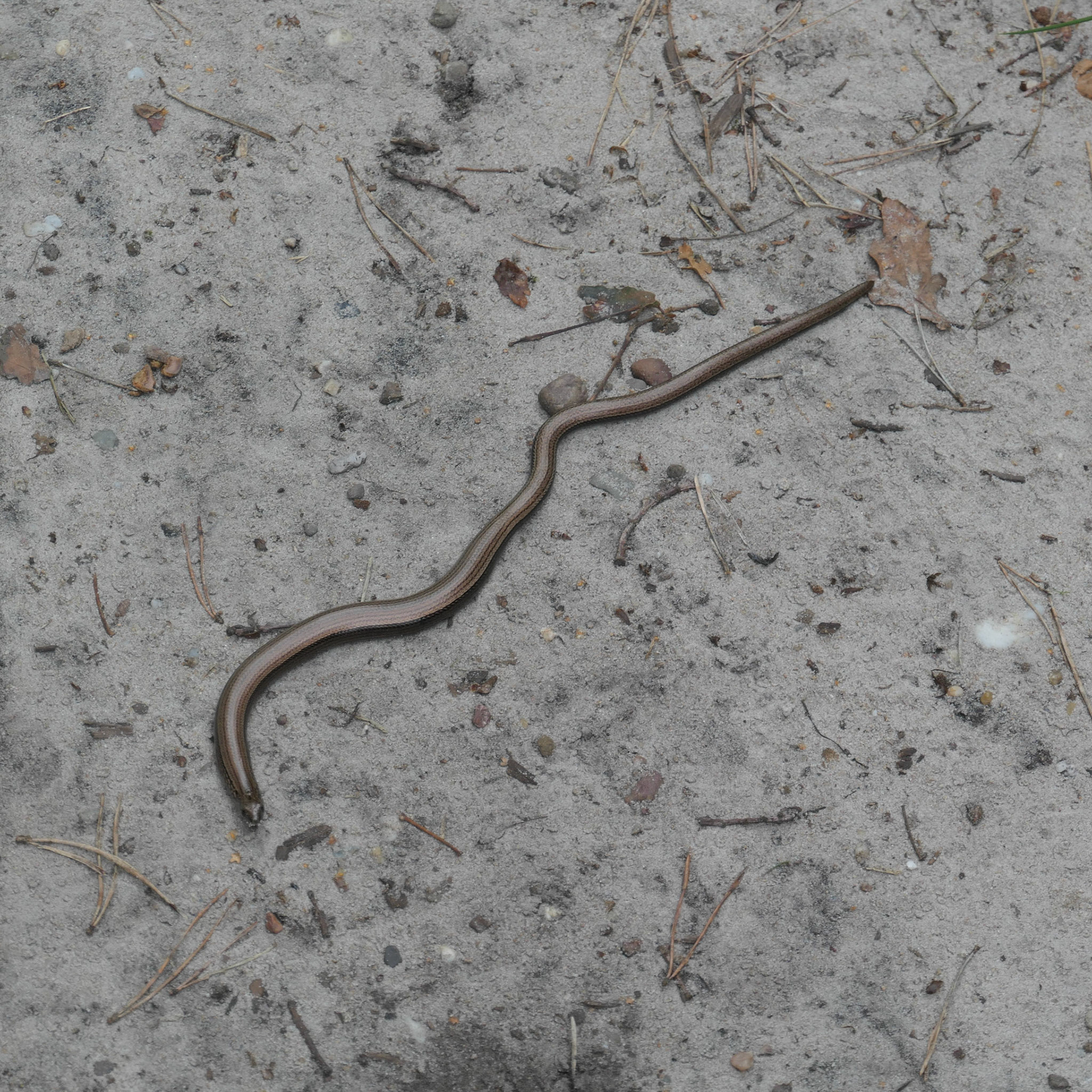 Hazelworm