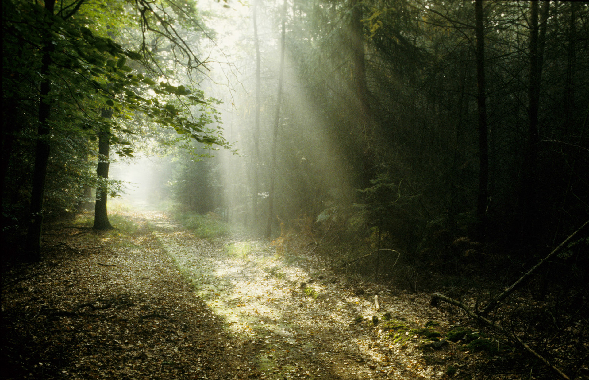 Reichswald
