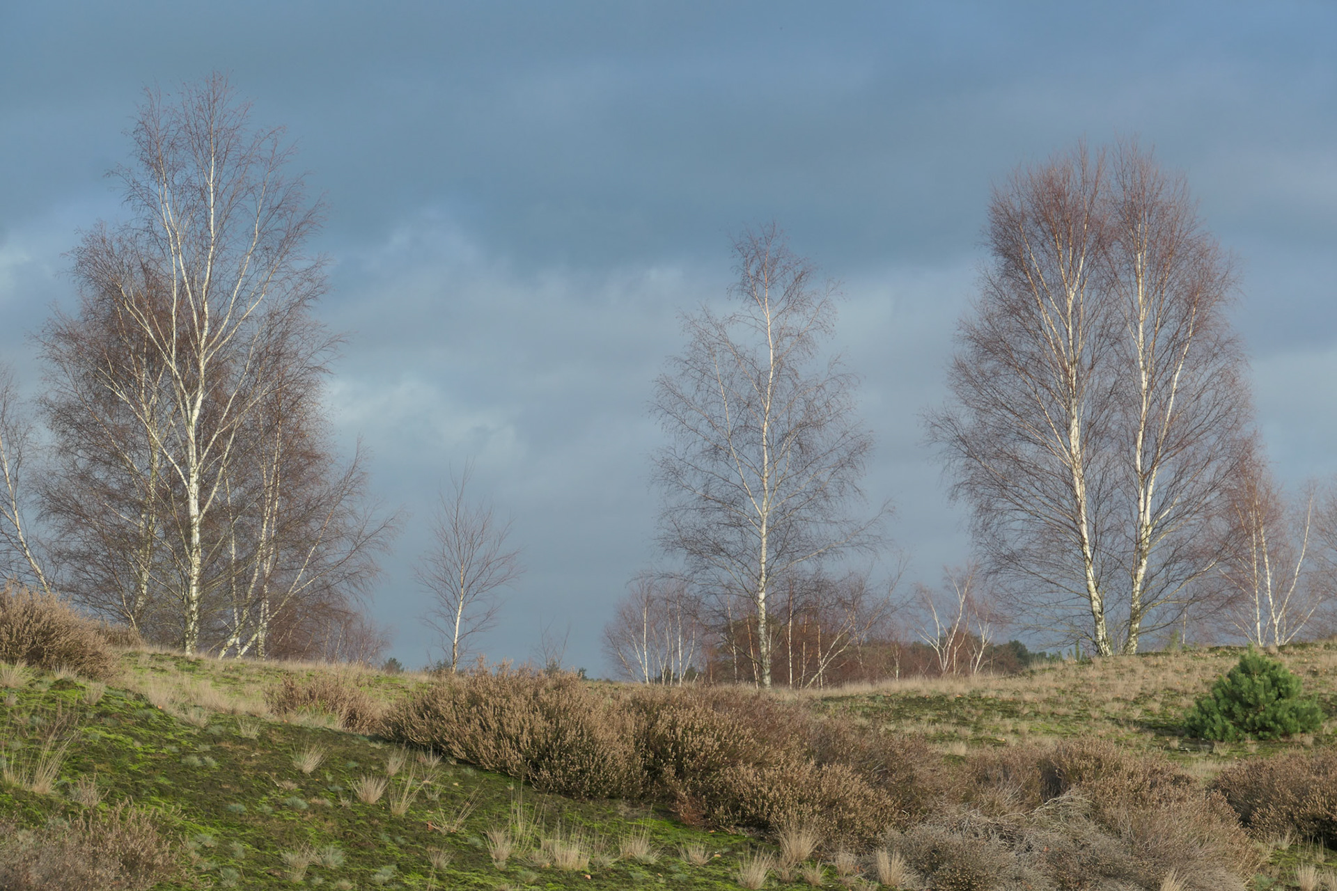 Wekeromse zand