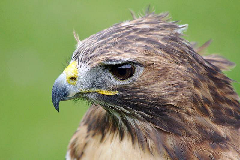 Roofvogel