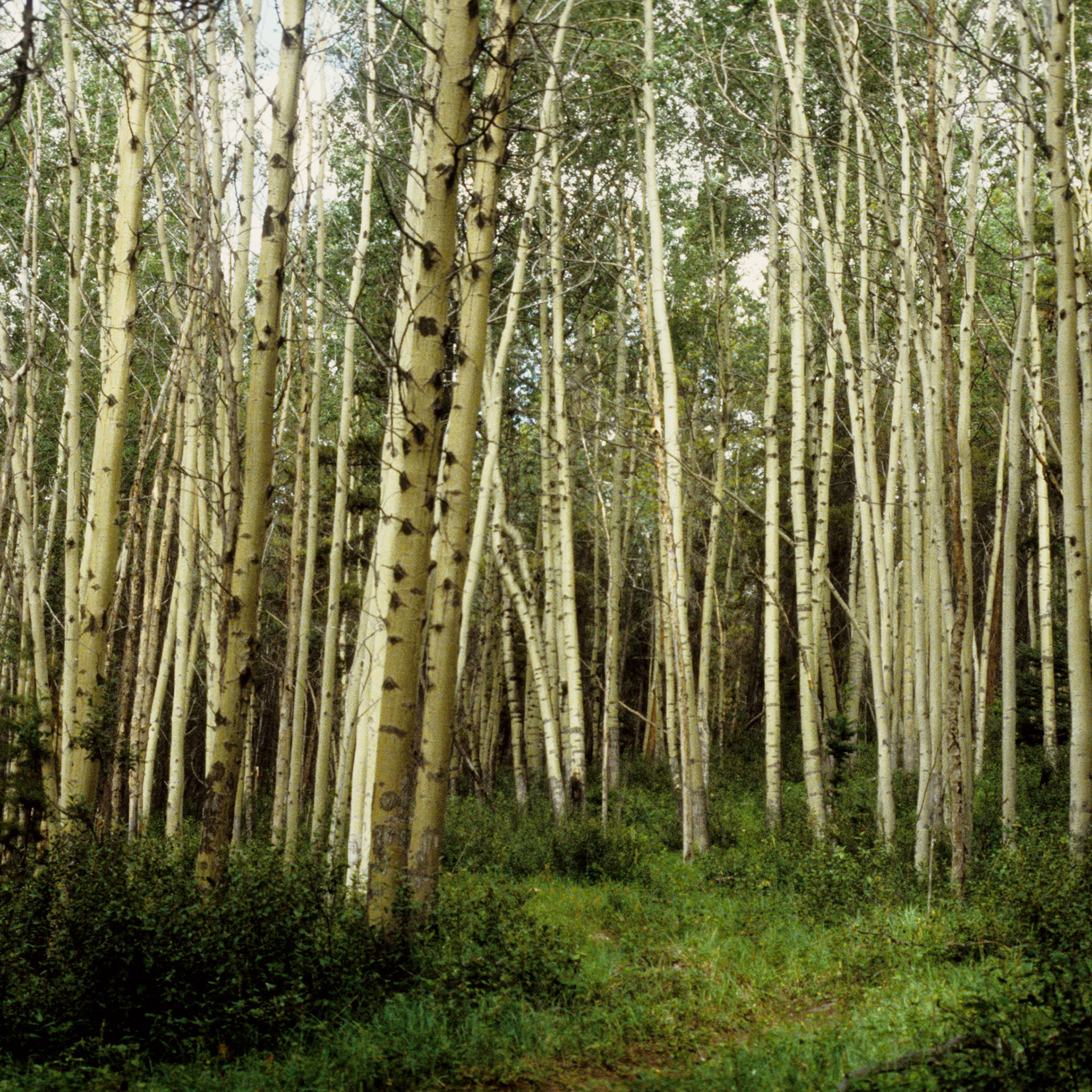 Berkenbos