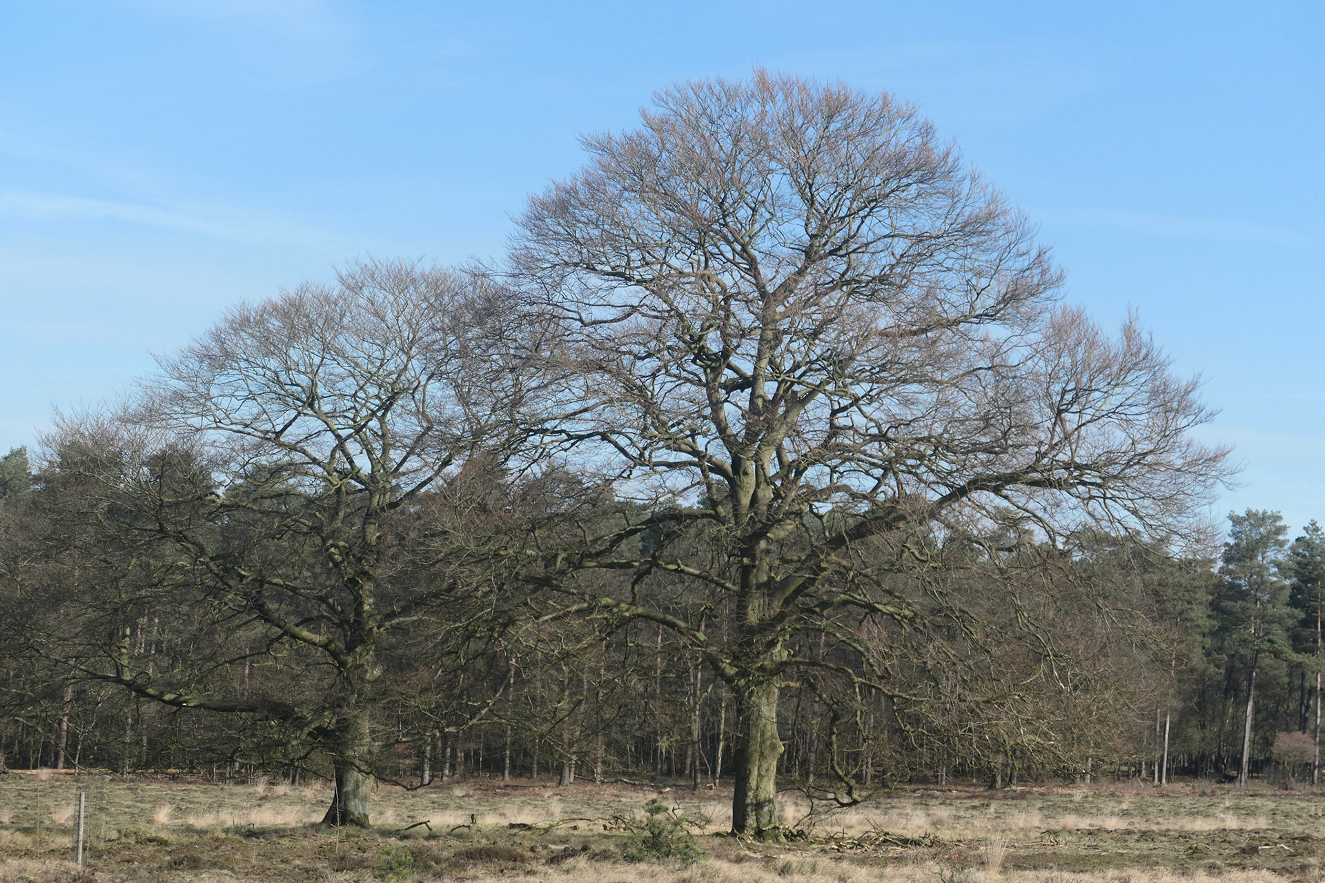 Groot en klein