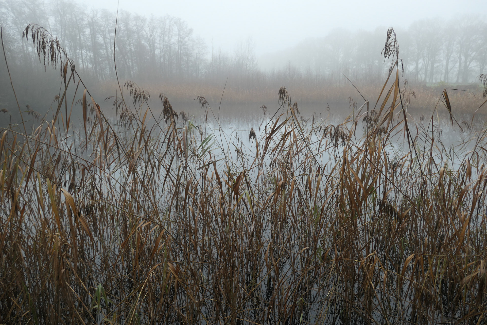 Kreelse plas