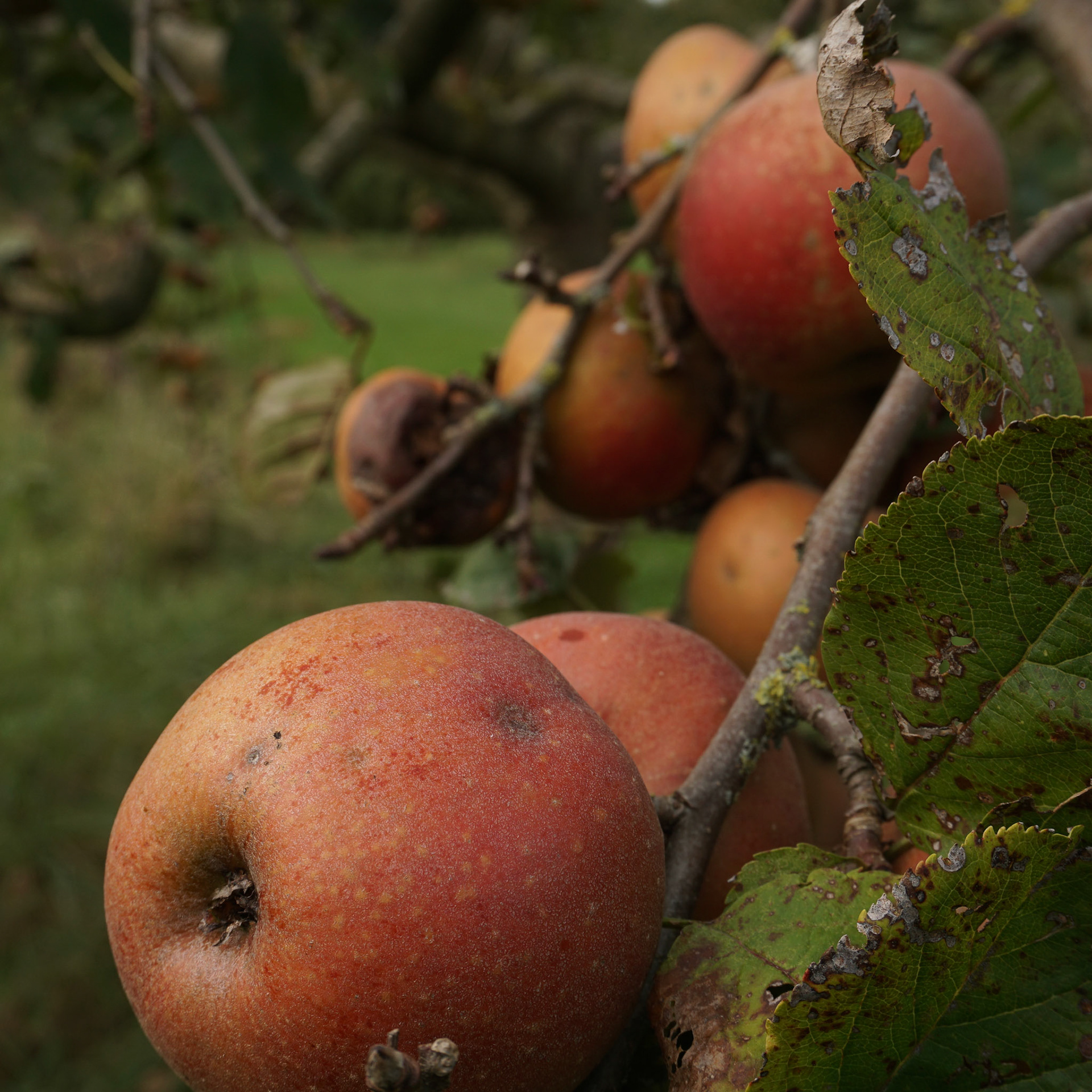 Appels genoeg