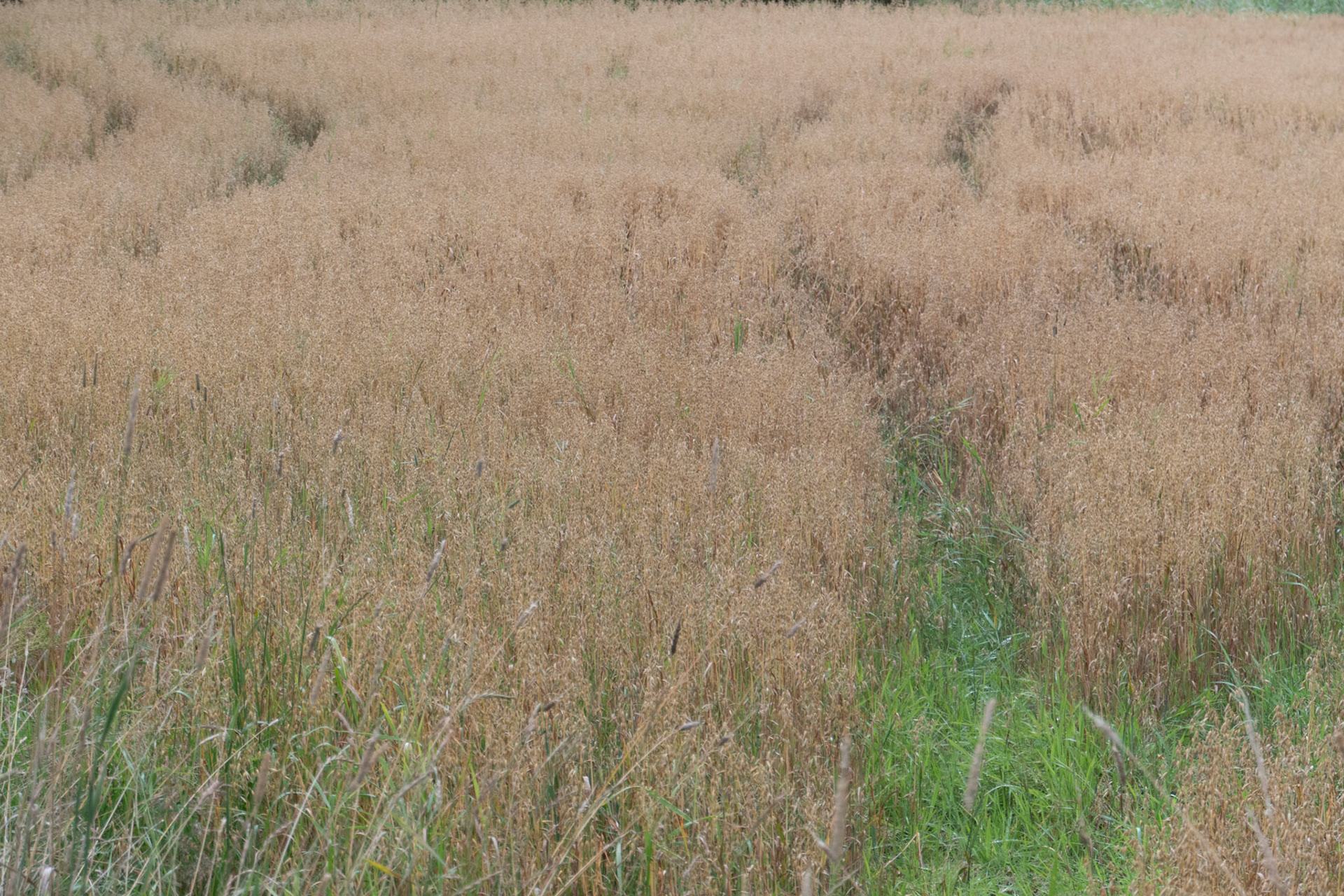 Sporen van de wind