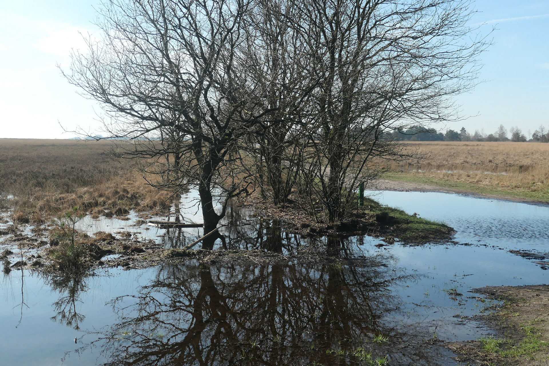 Met je wortels in het water