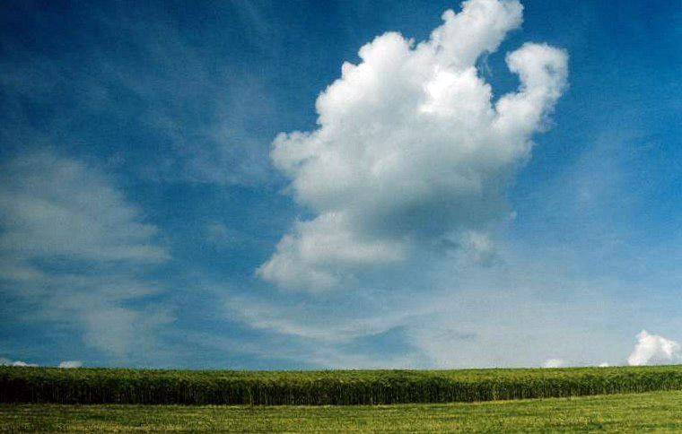 Lucht boven het koren