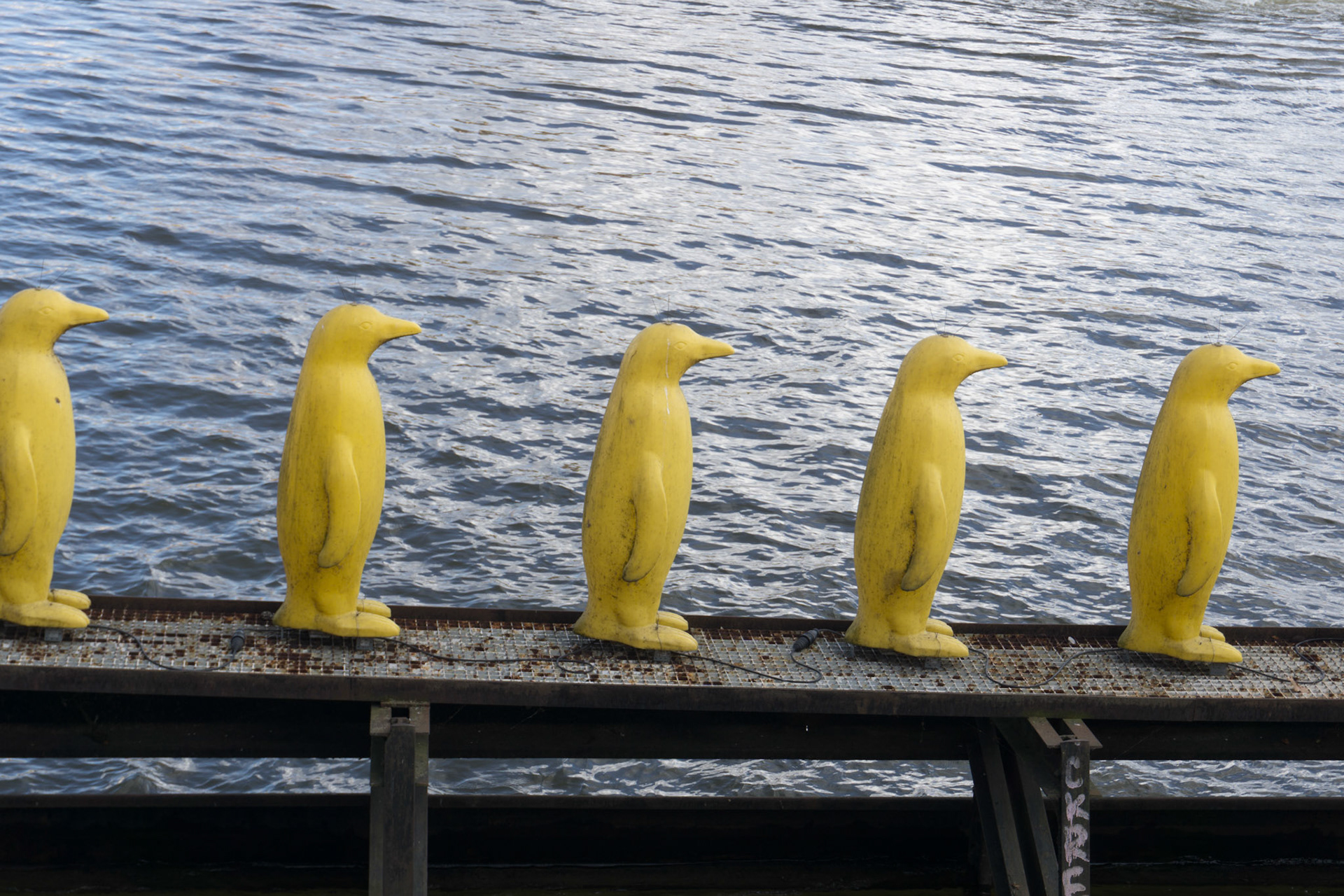 Gele pinguins