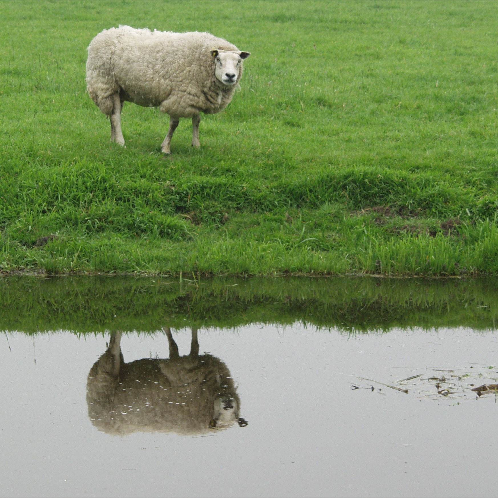 Twee schapen