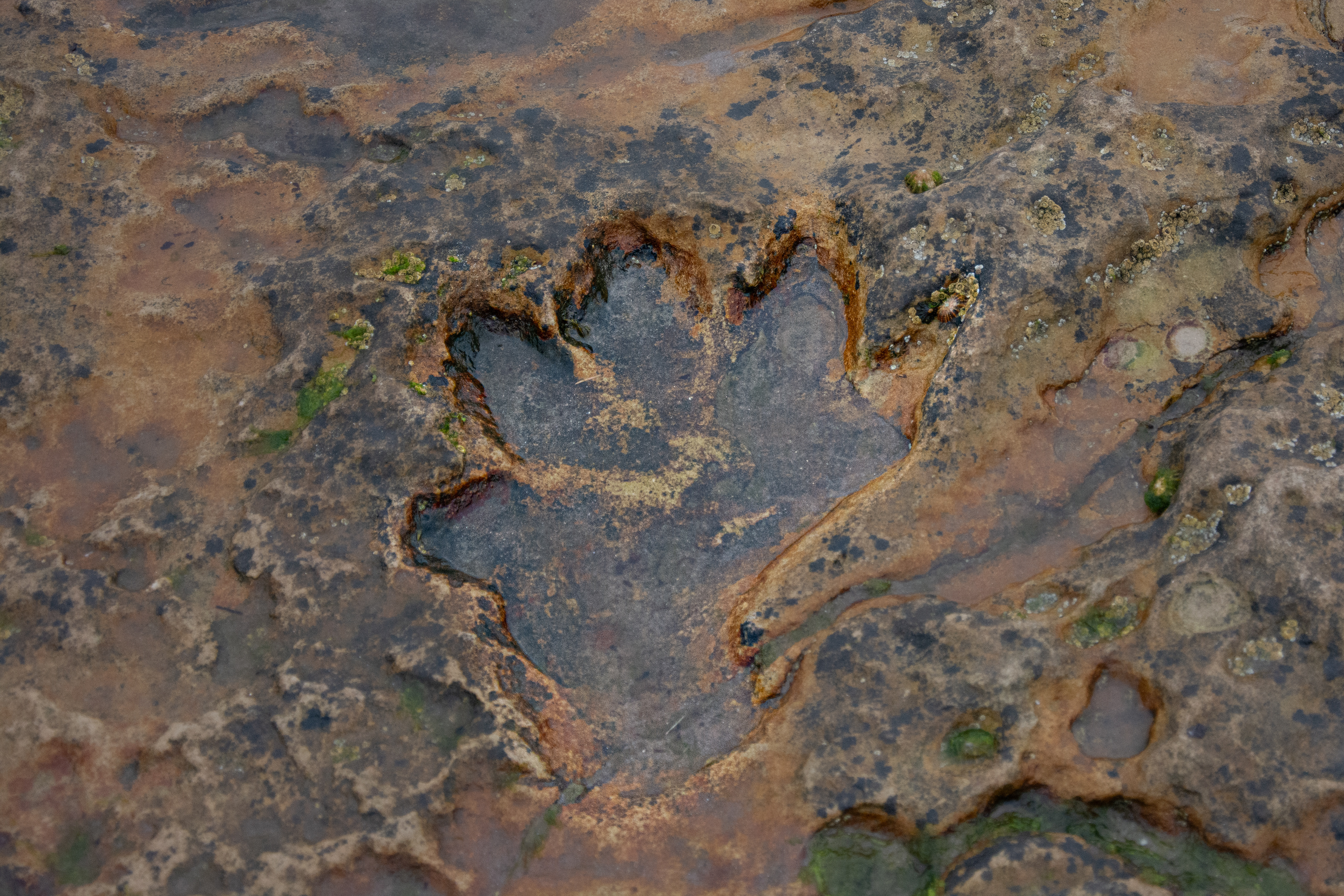 Dinosaur Footprint