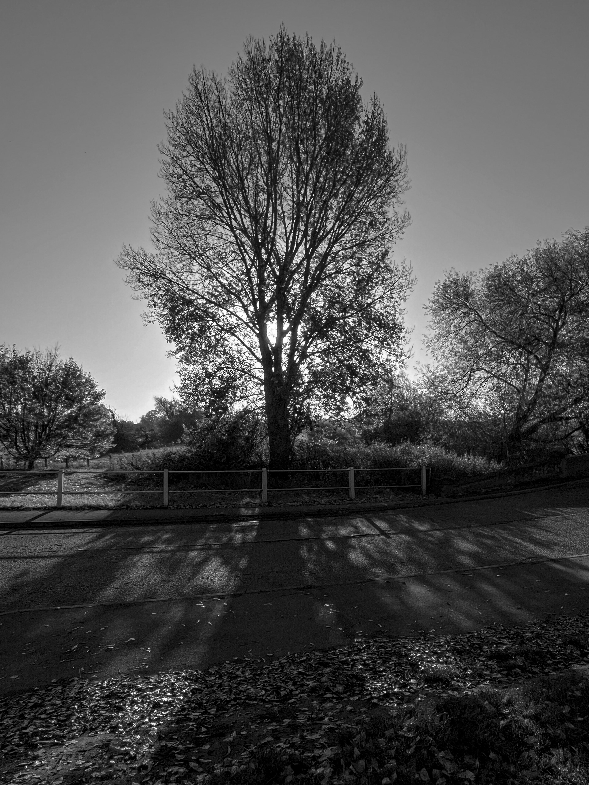 Tree Silhouette