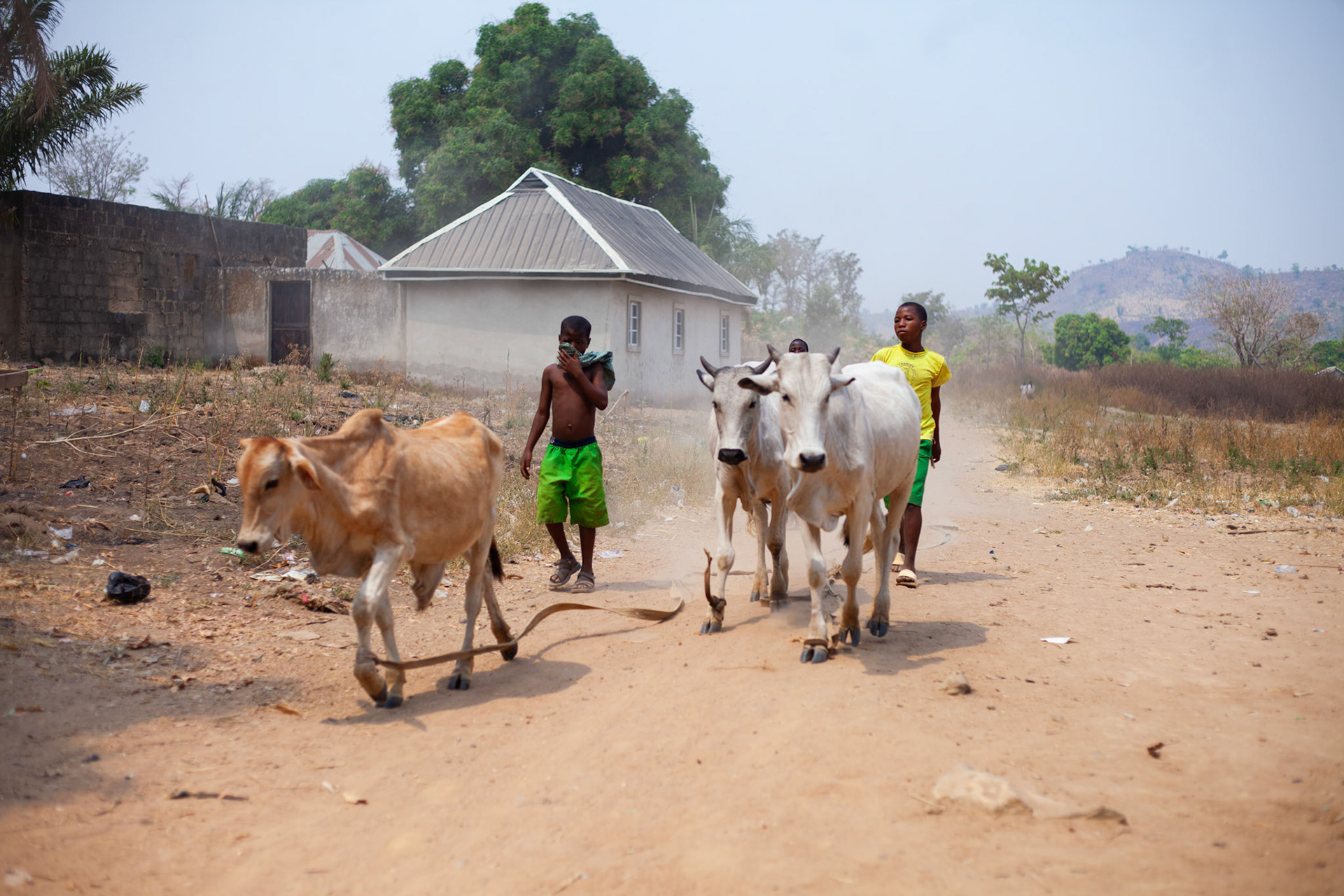 Tending cattle after school