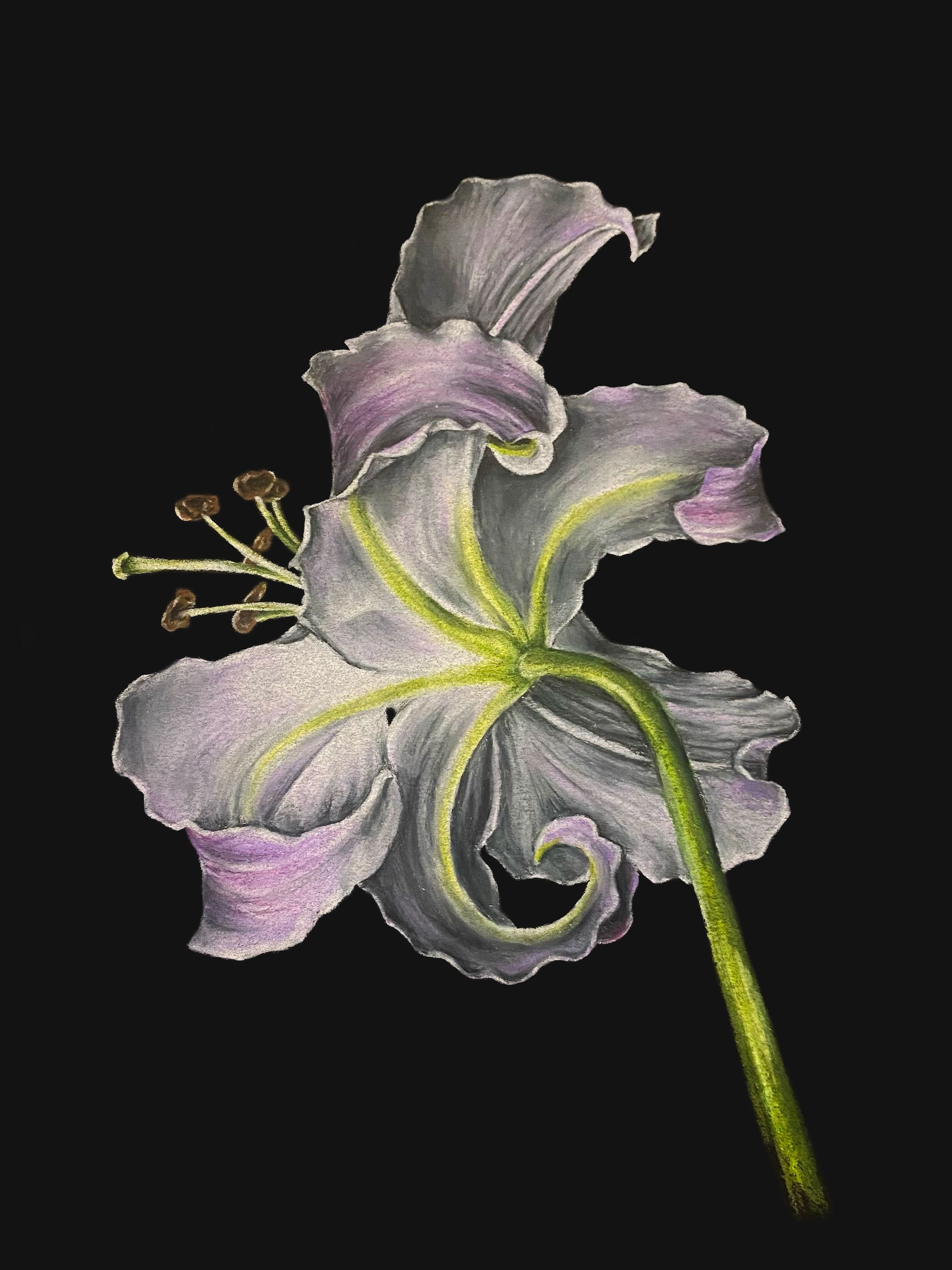 Lily, colored pencil on black paper, 2023