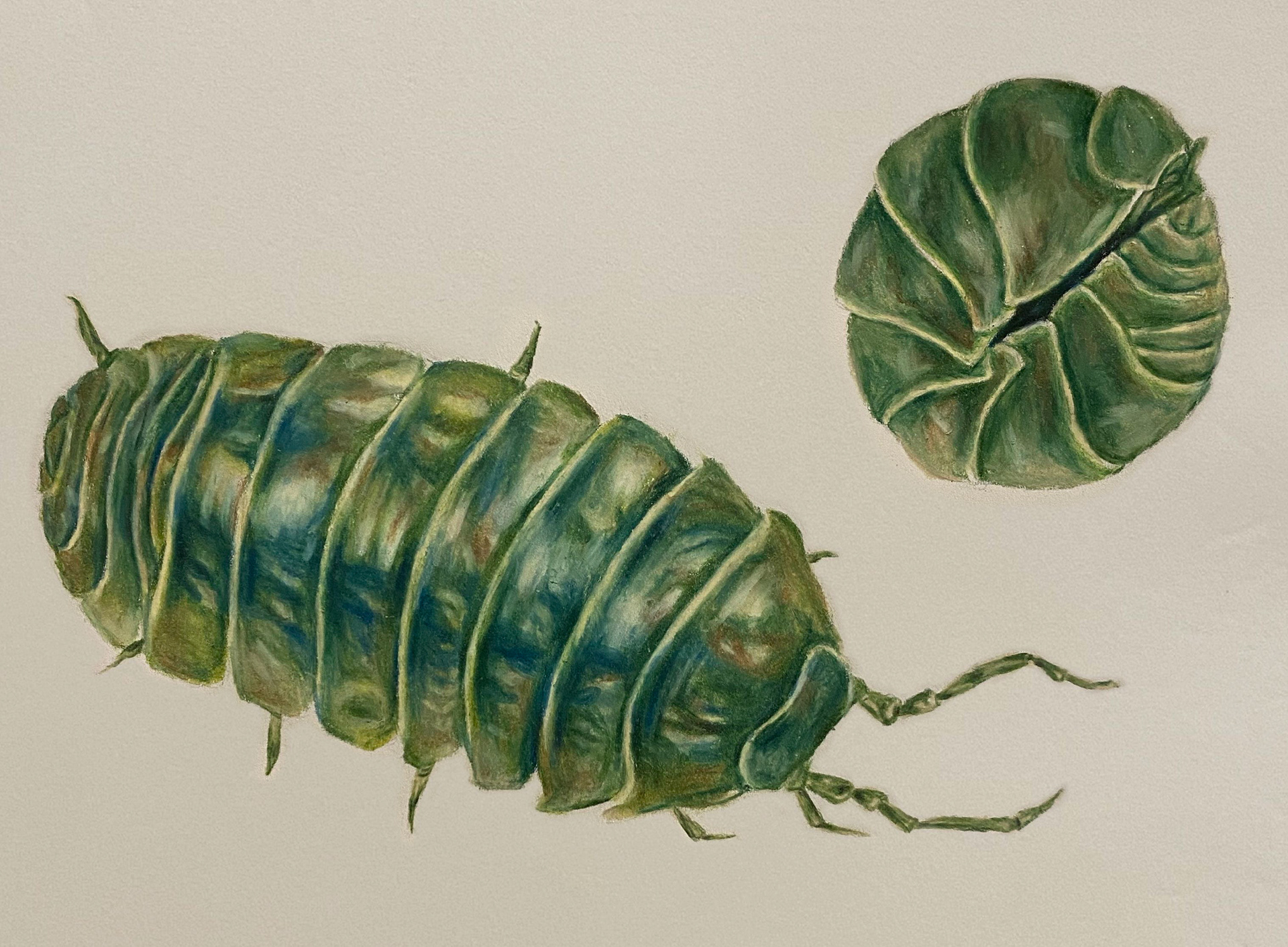 Bugs, colored pencil on paper, 2022