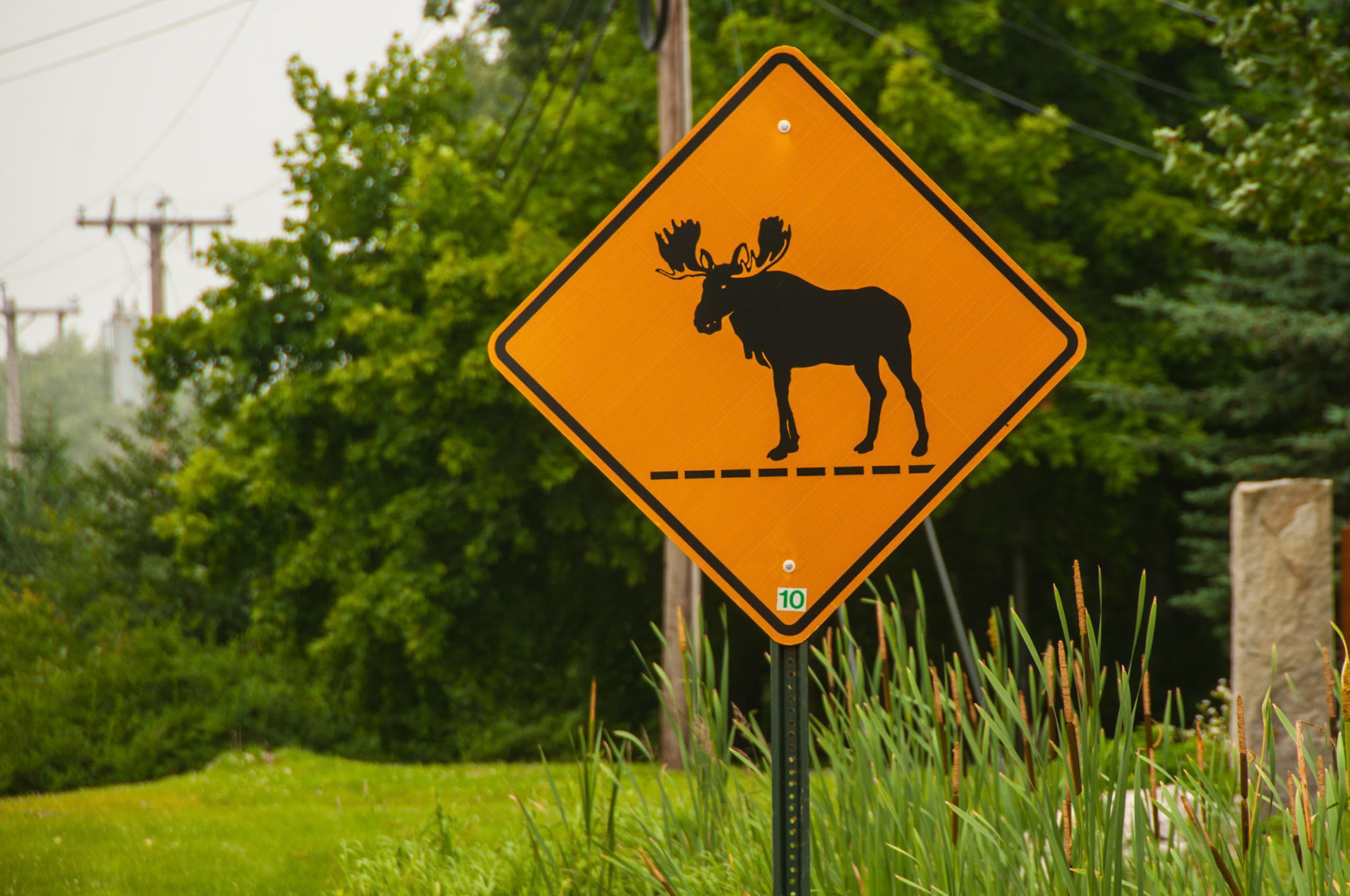 Warning ! Moose ahead.