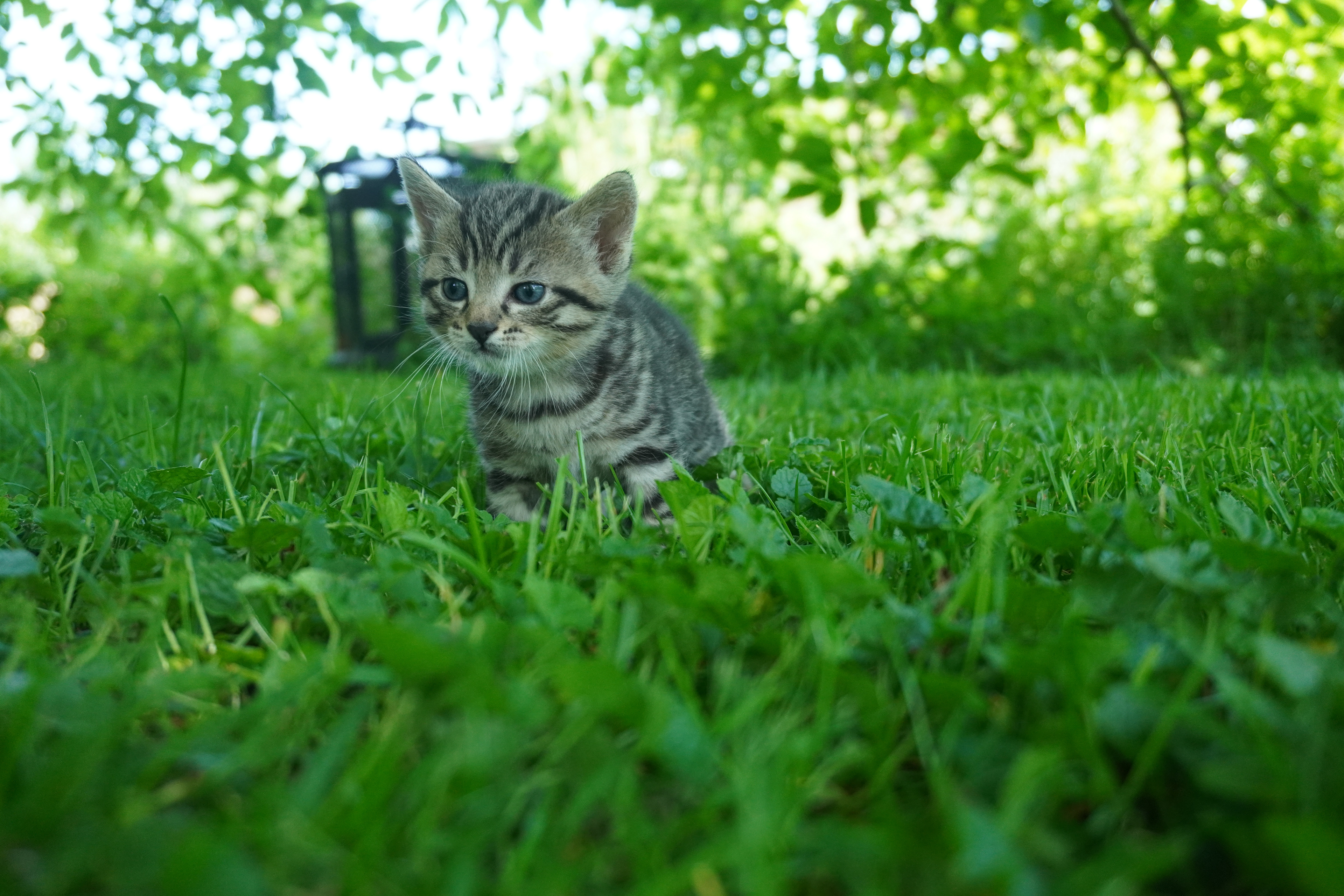 Kitten_Spare time_2021