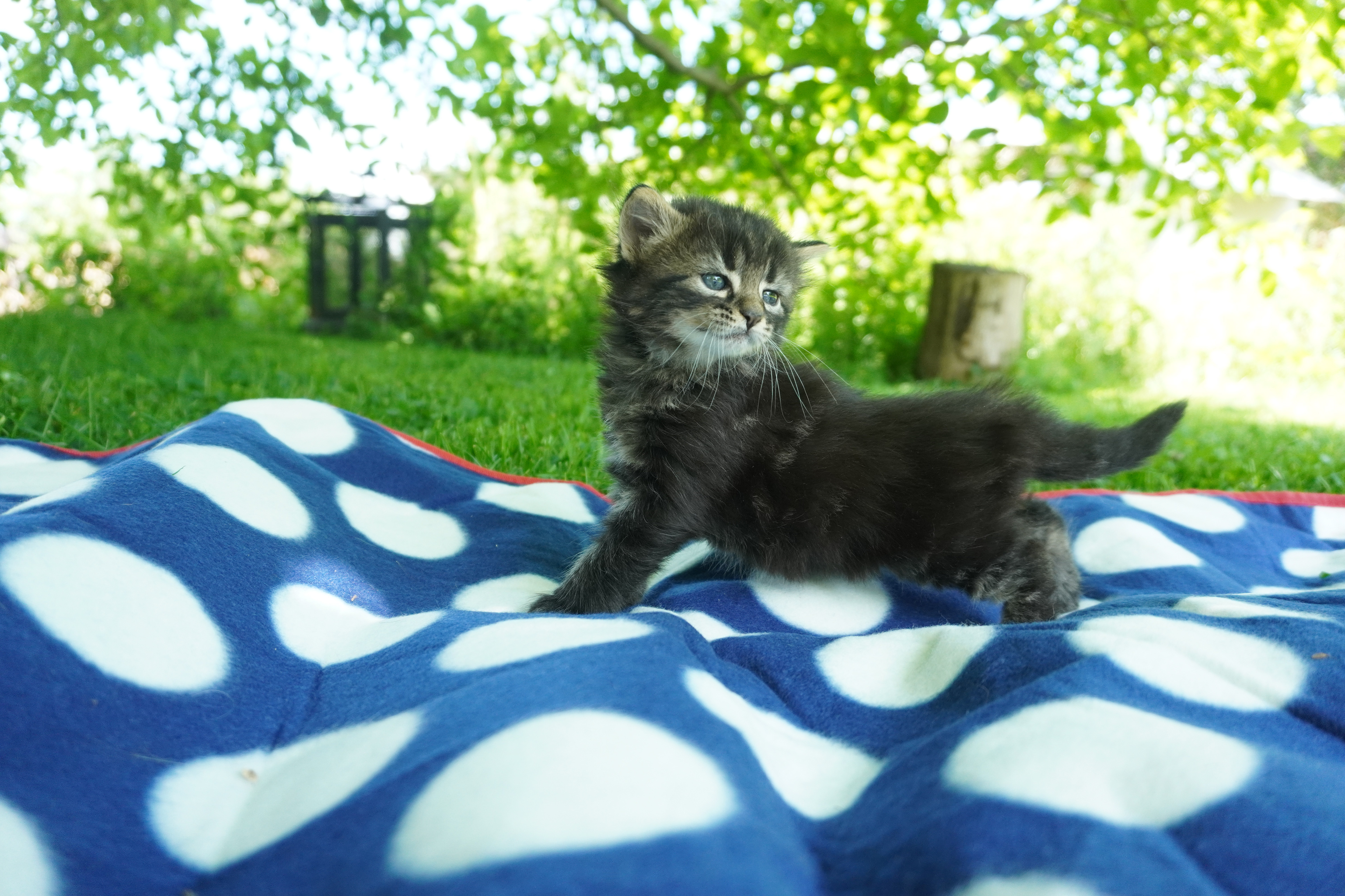 Kitten_Spare time_2021