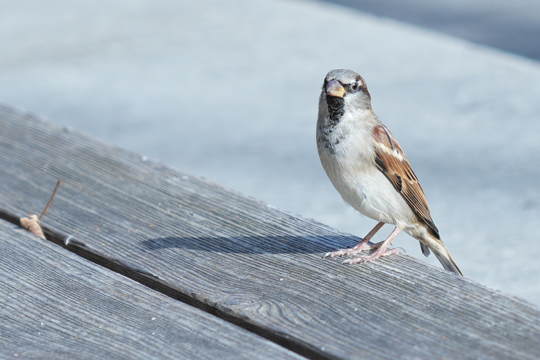 Bird_Spare time_2024