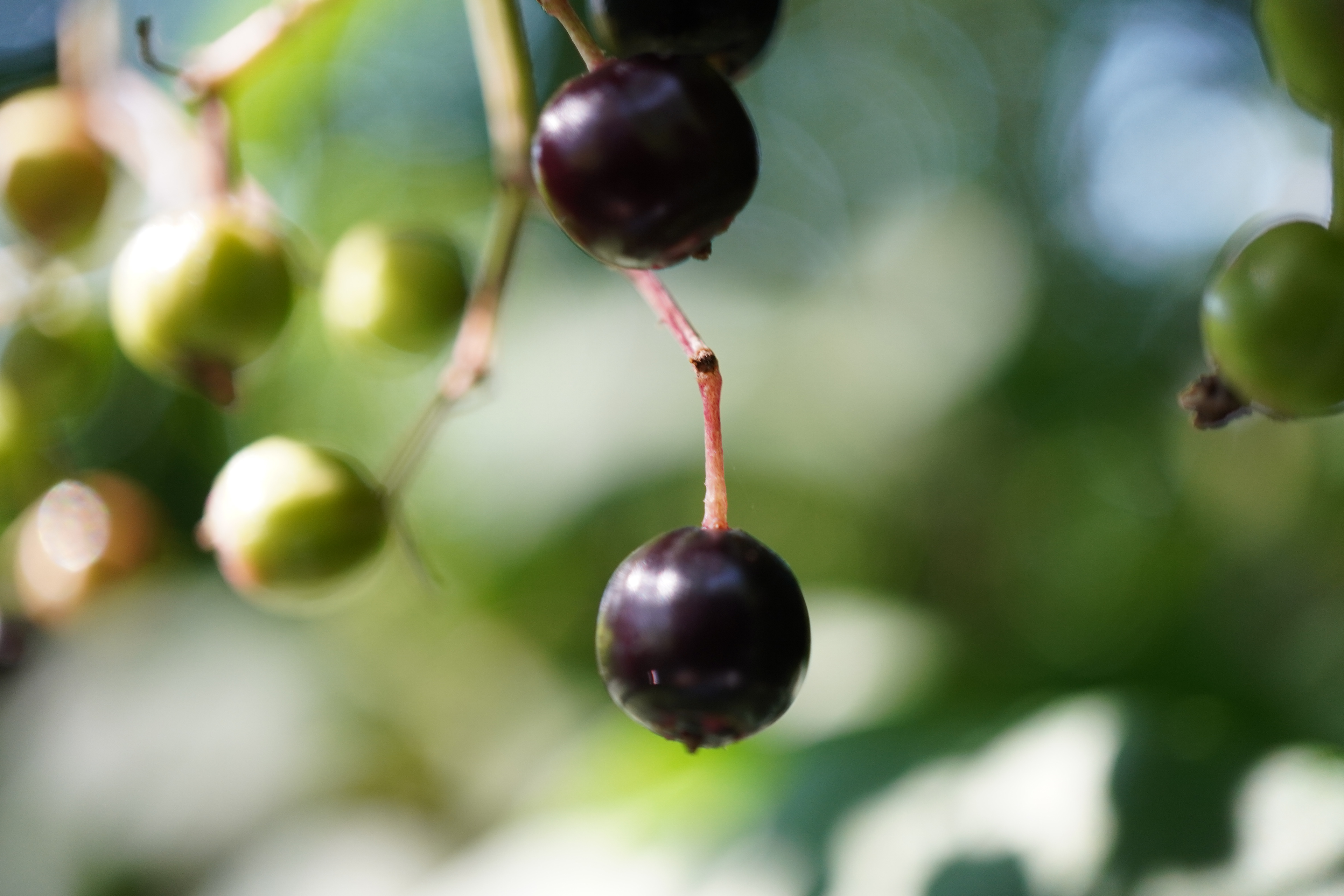 Macro - the berries_2019_spare time