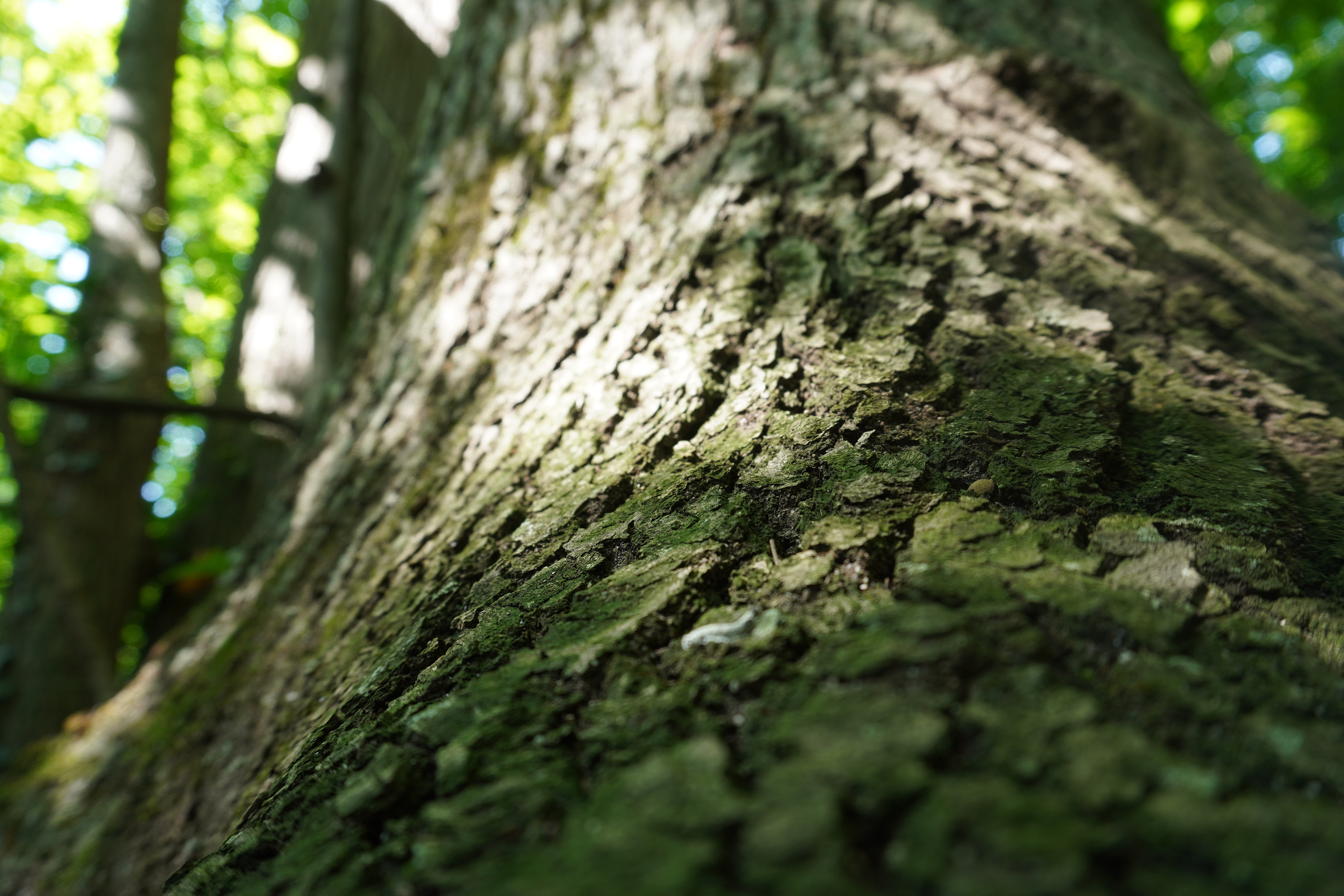 Macro - The sight from ladybug_2019_school