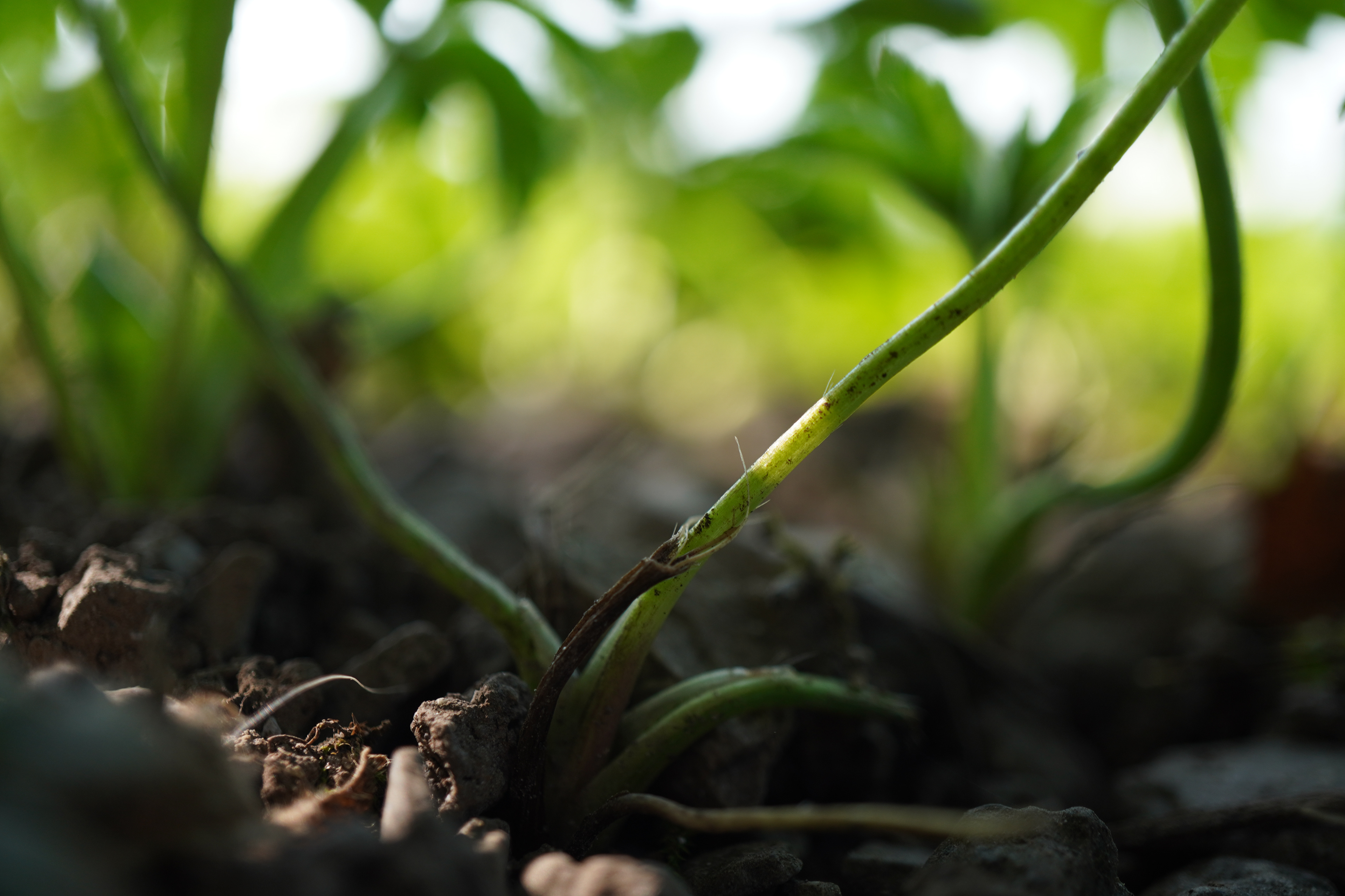 Macro - The sight from ladybug_2019_school