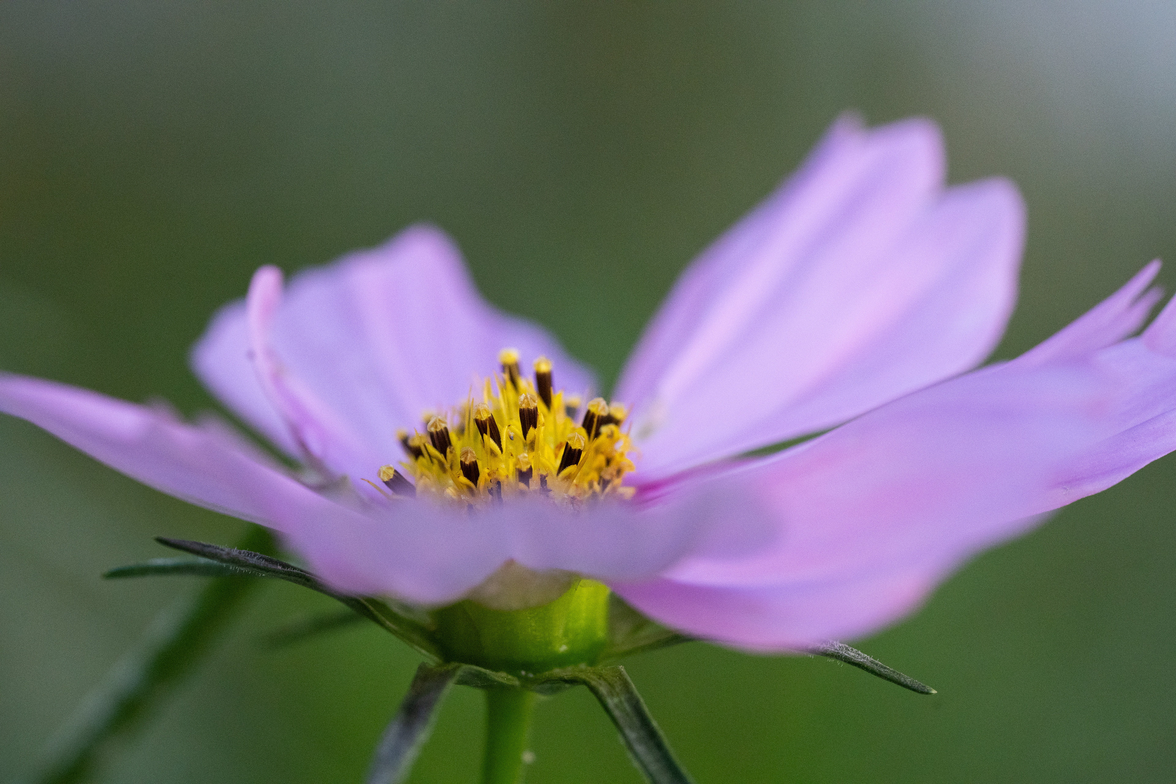 Flower_Spare time_2024