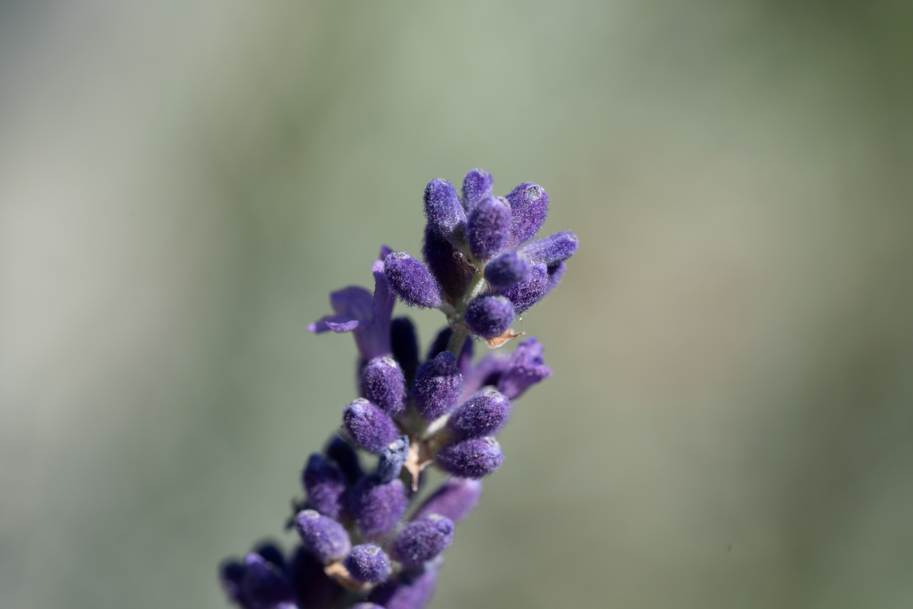 Lavender_Spare time_2023