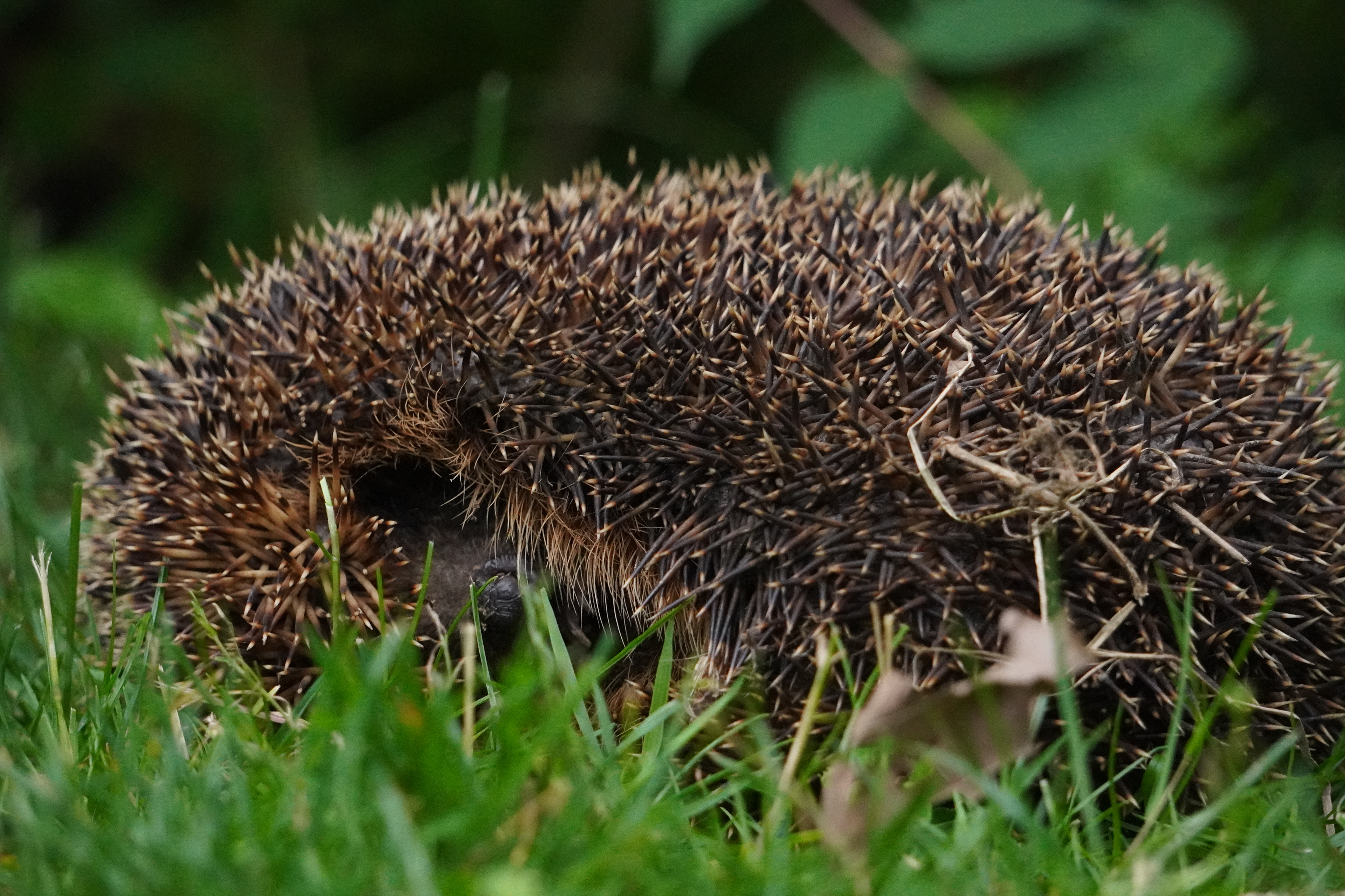 Hedgehog_Spare time_2021
