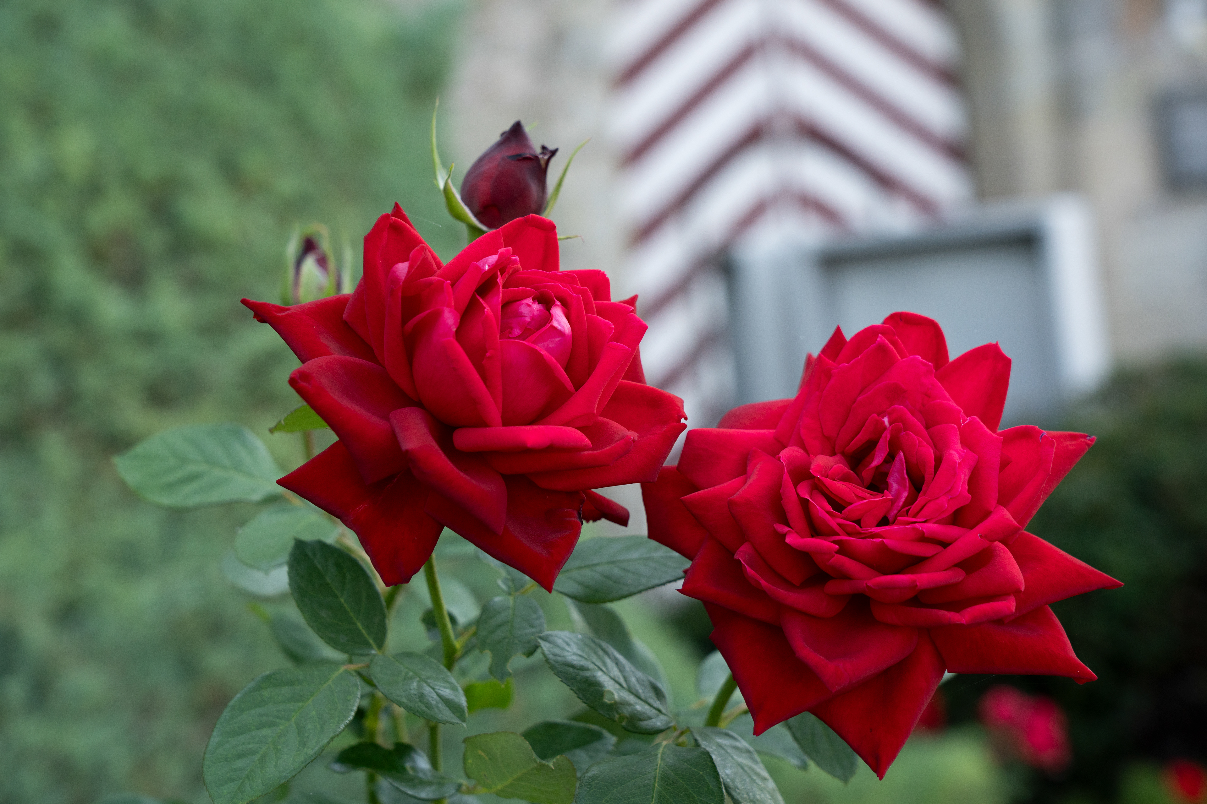 Rose_Spare time_2023