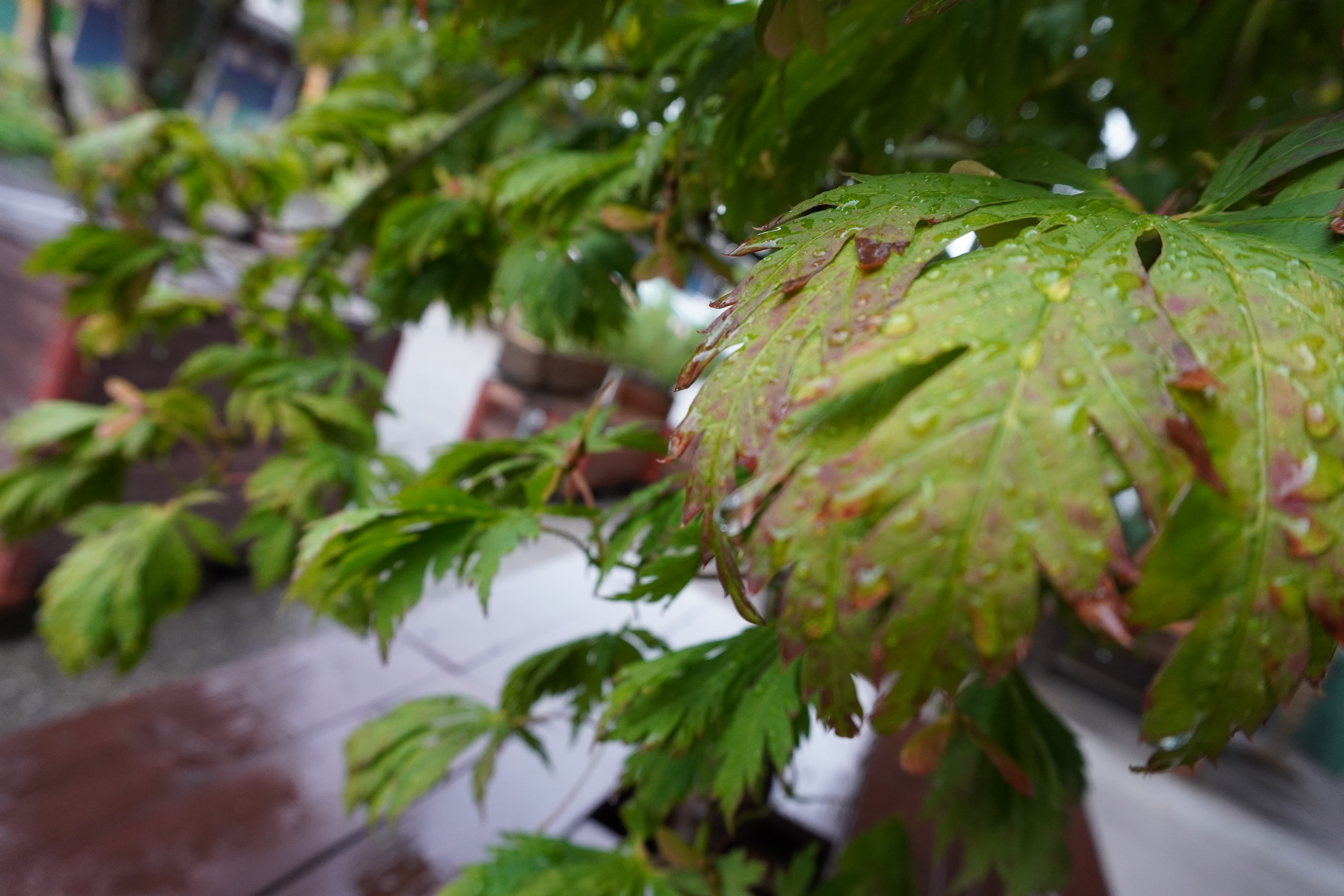 Macro - rainy day_2019_school