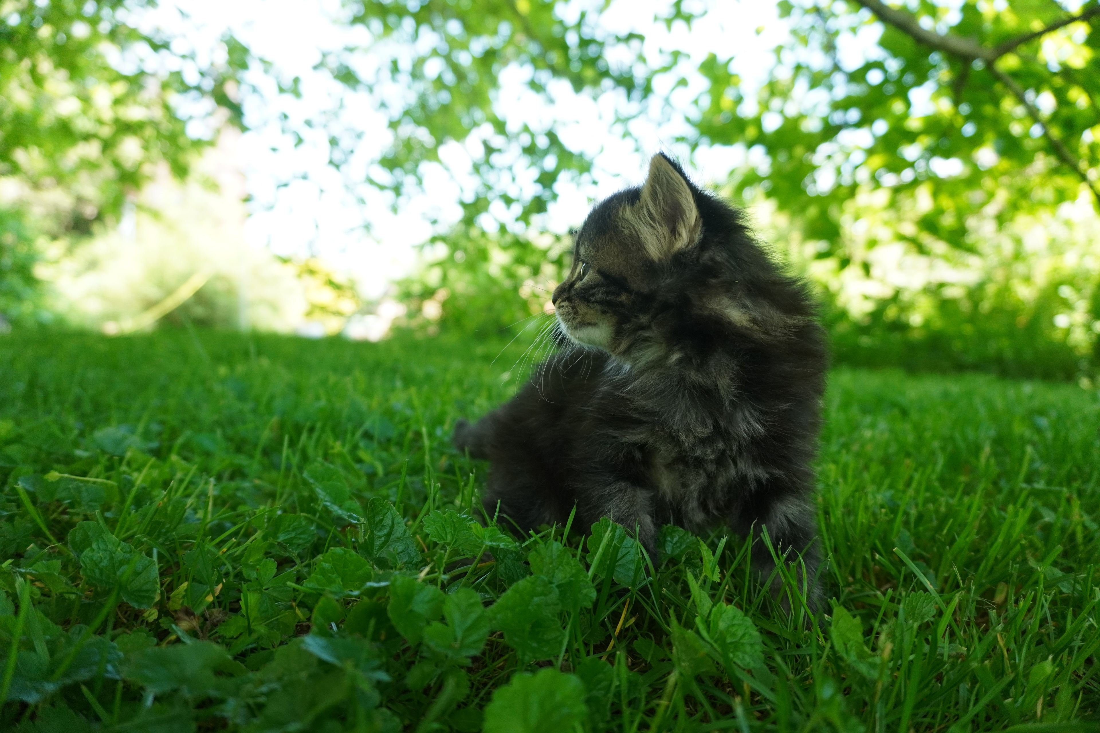 Kitten_Spare time_2021