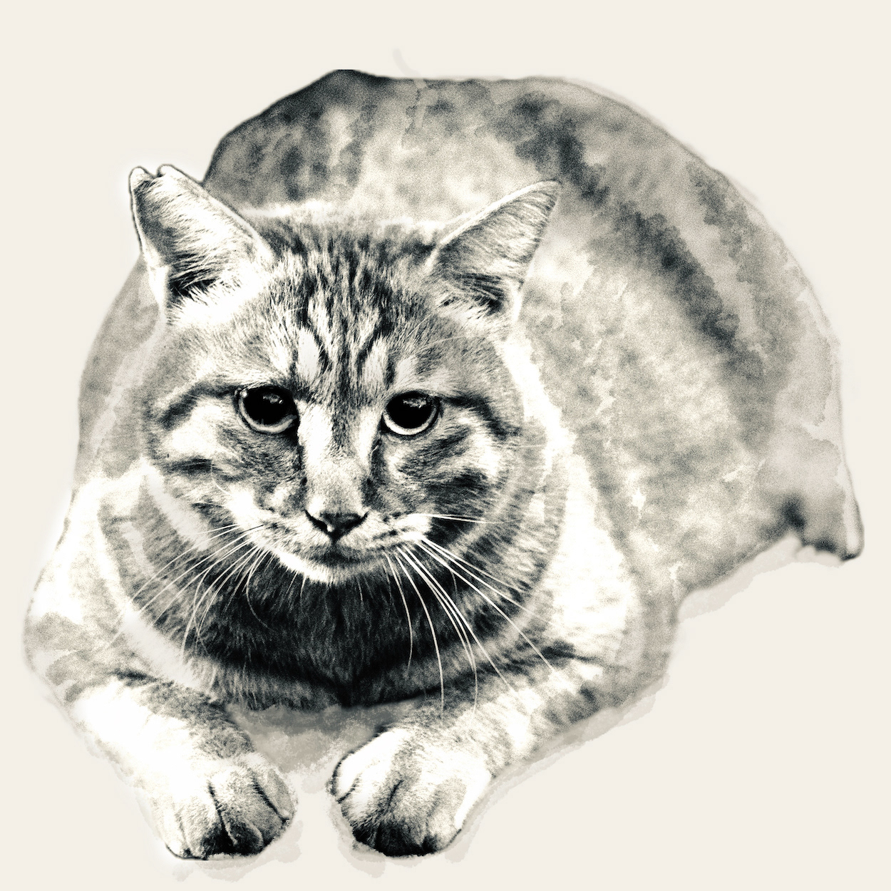 猫の絵　gaze 2023 猫(現代浮世絵画)A4 №s-2246 イラスト shizennokaze 通販