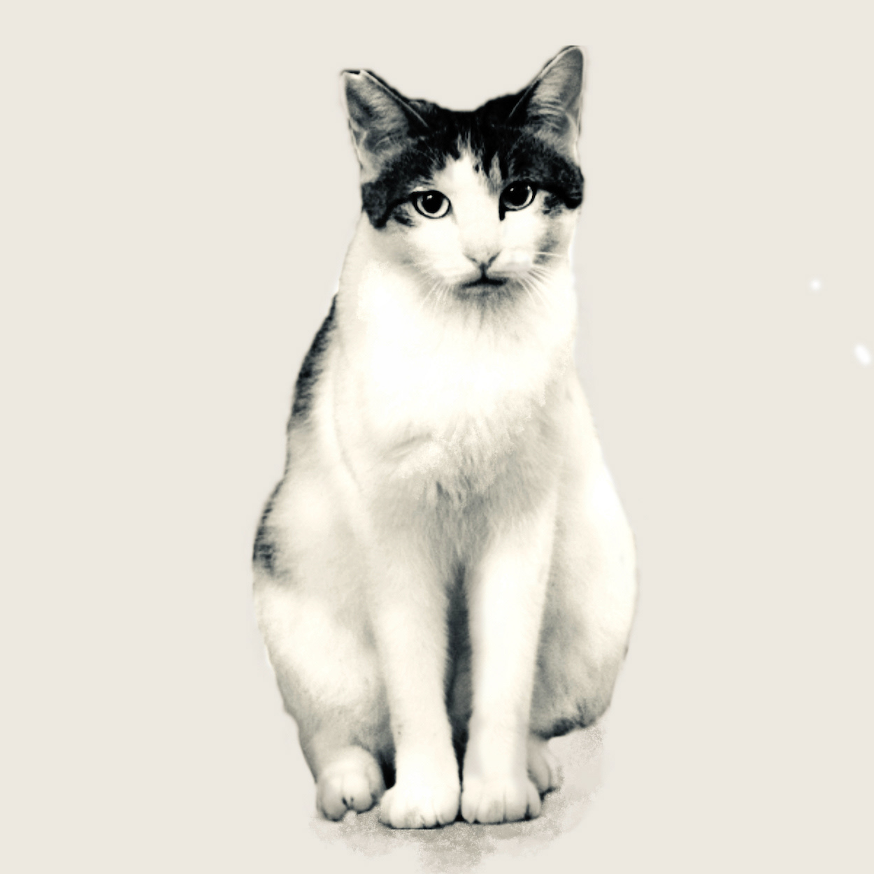 KOCOZA - CATs
