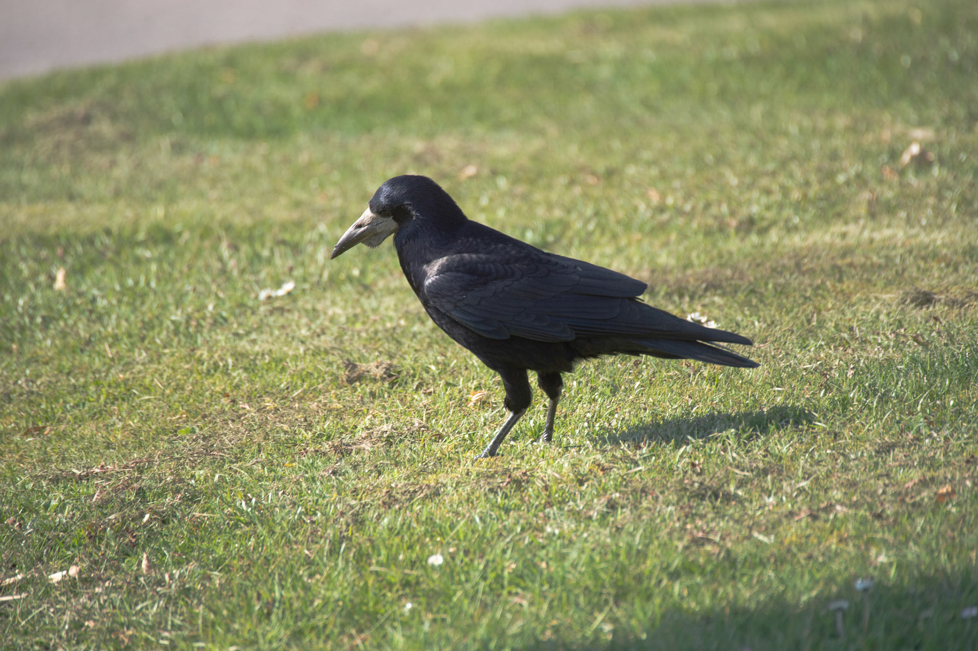 Fåglar Skälderviken