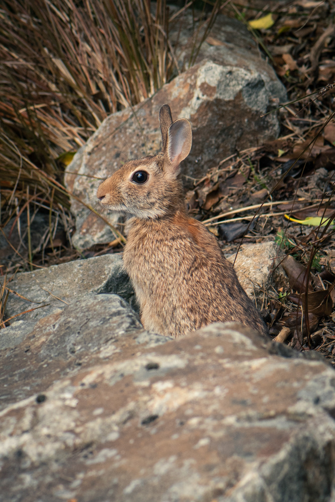 seattle arboretum, 2021