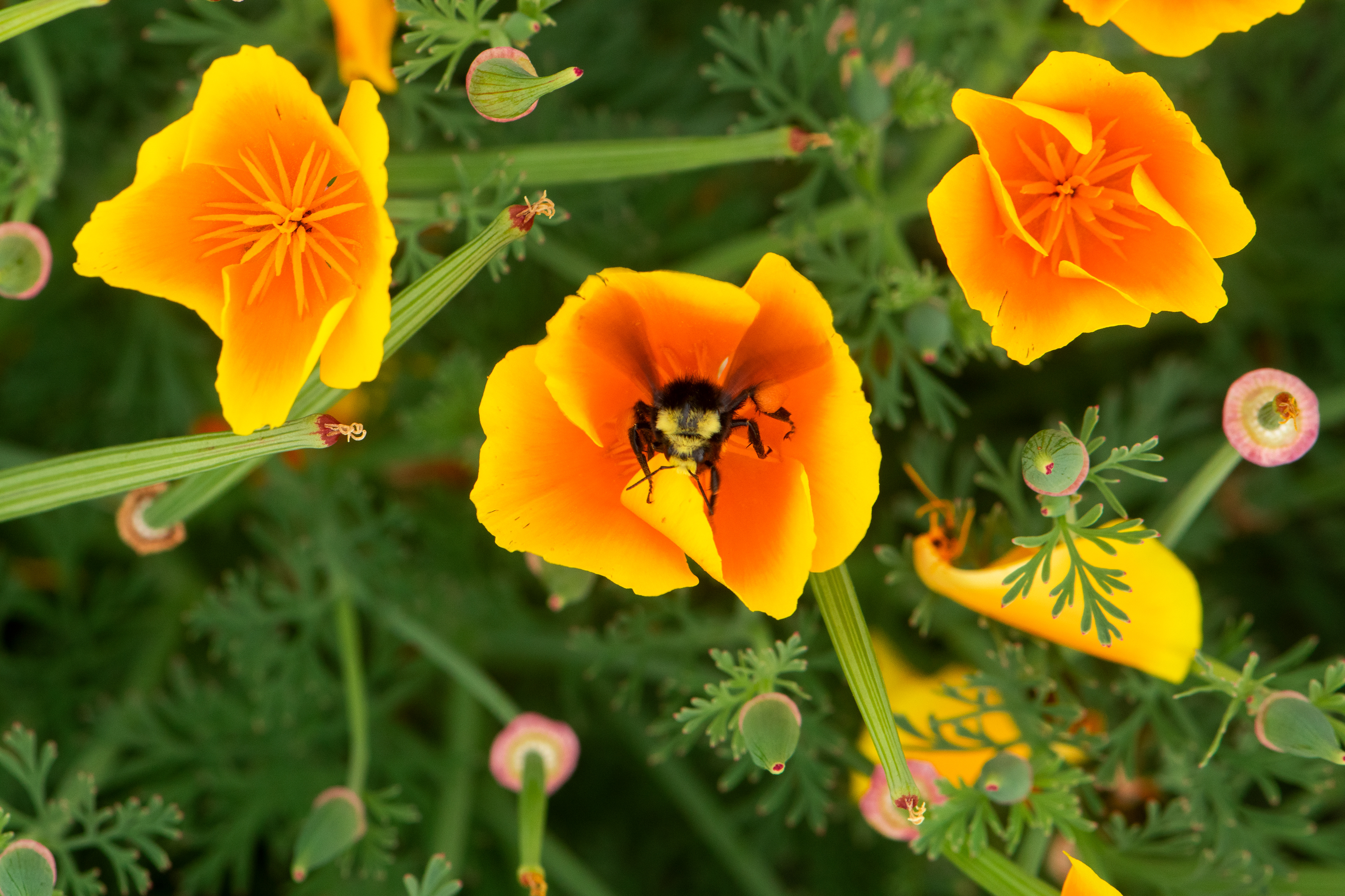 fort vancouver national historic site, 2021