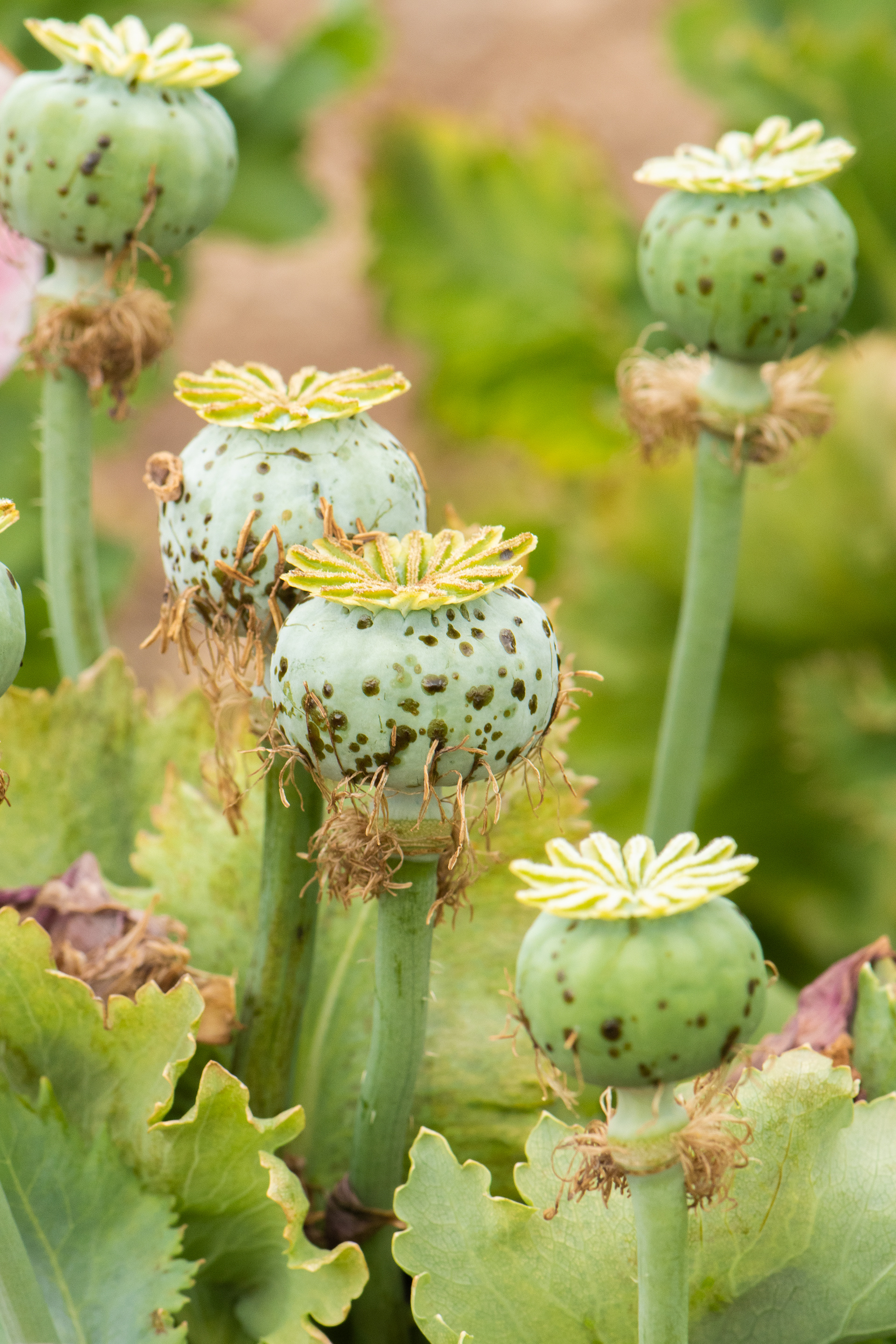 fort vancouver national historic site, 2021