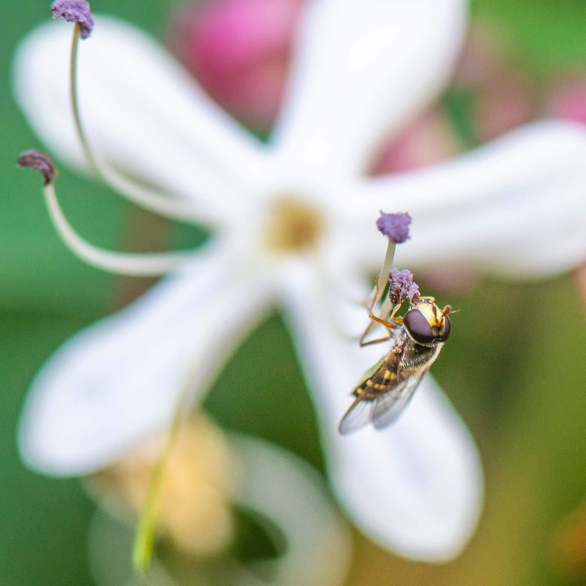 washington park, portland 2024